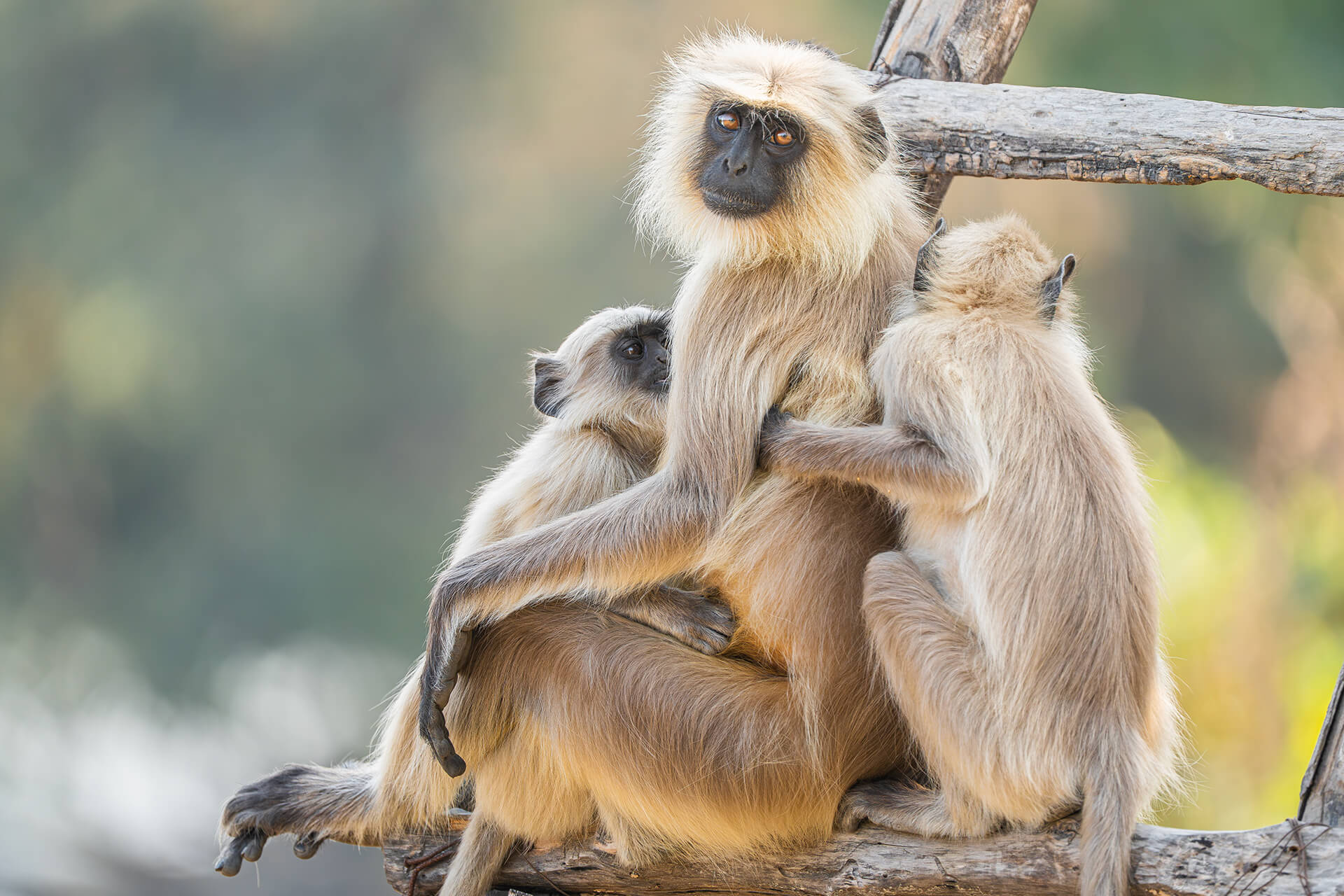 Pench — The Waingunga river valley — the forest Kipling's wolf pack called home