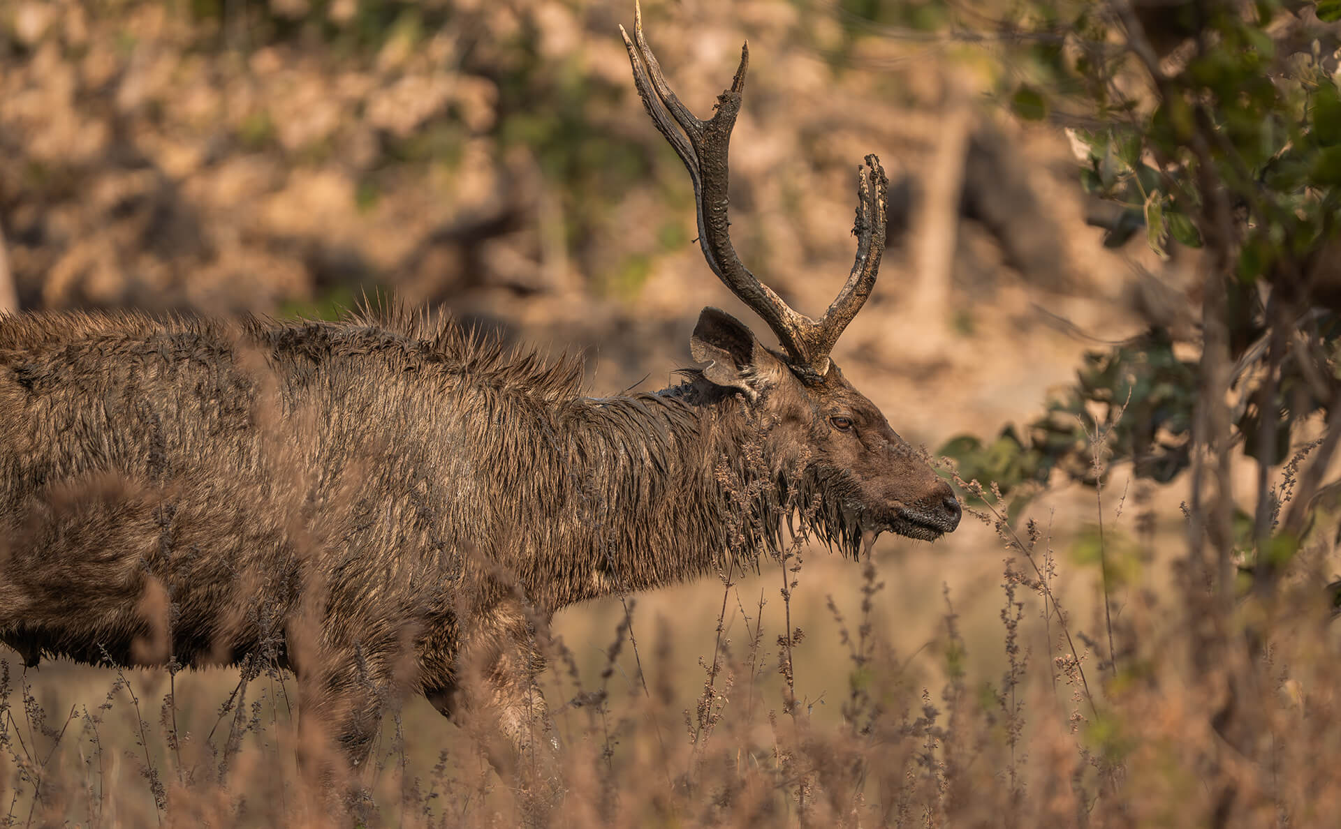 Satpura — Central India | Safari Acacia