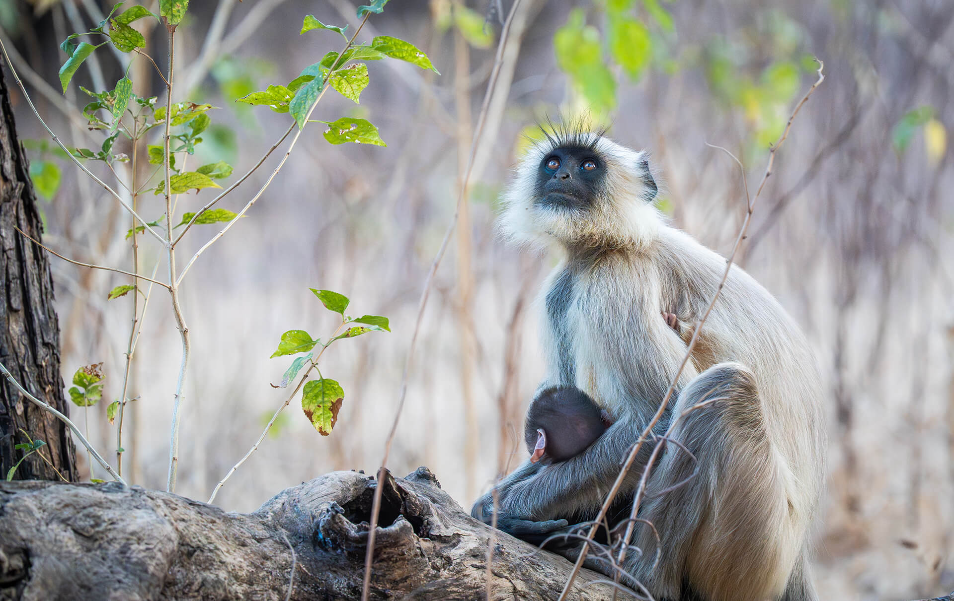 Tipeshwar — The ancient basalt landscape of Tipeshwar — volcanic terrain creating natural wildlife amphitheatres