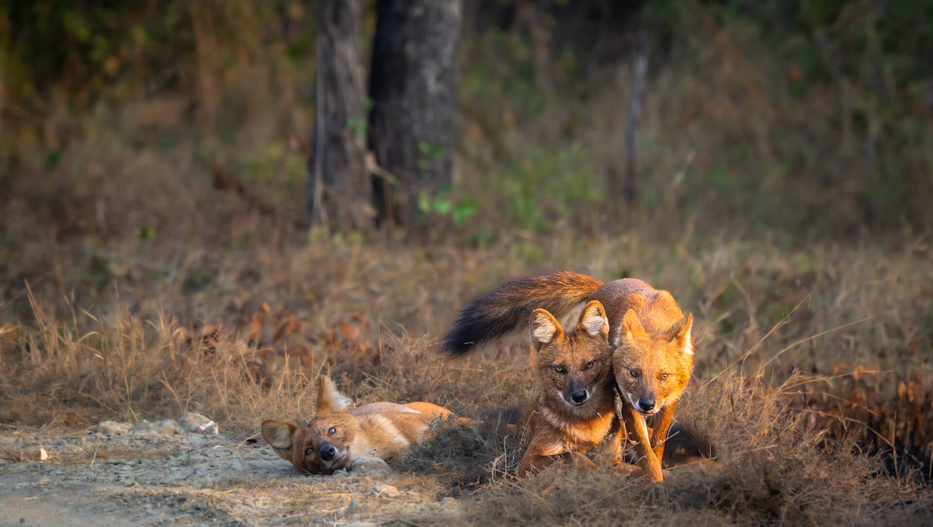 Pench — Central India | Safari Acacia
