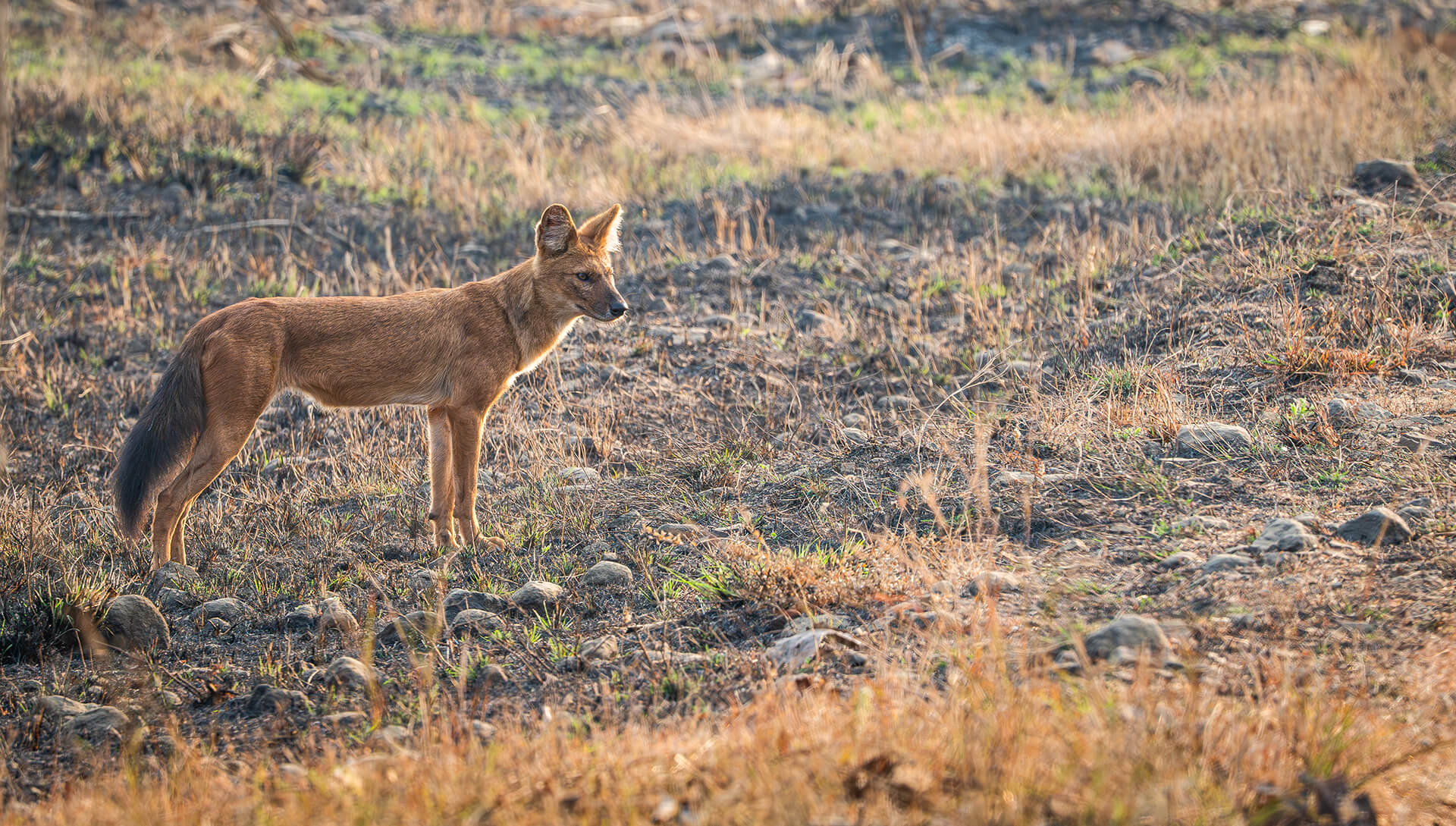 Kanha — The Kisli maidans — Kanha's signature landscape, still functioning as Kipling described