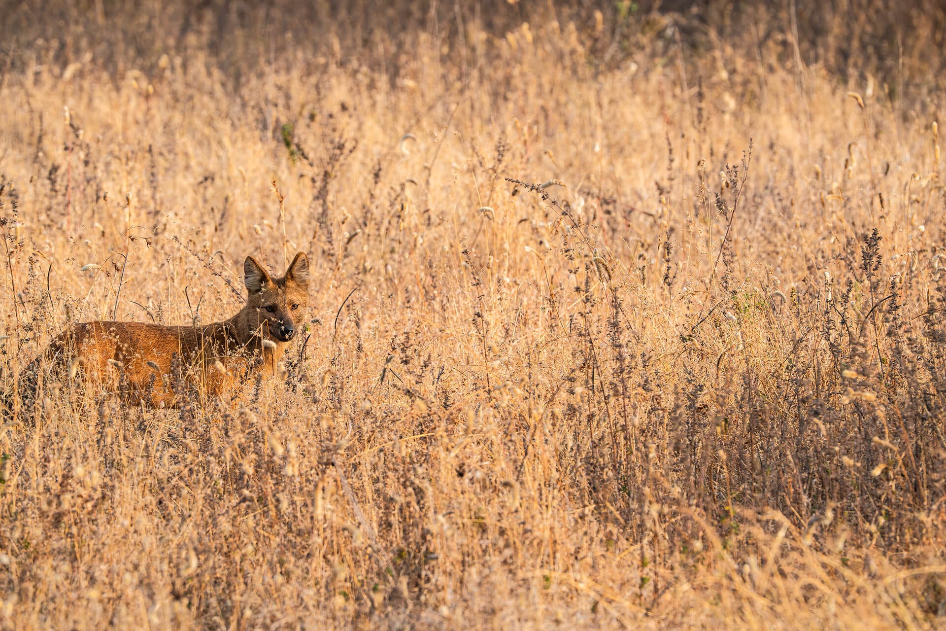 Tiger in Central India — Safari Acacia