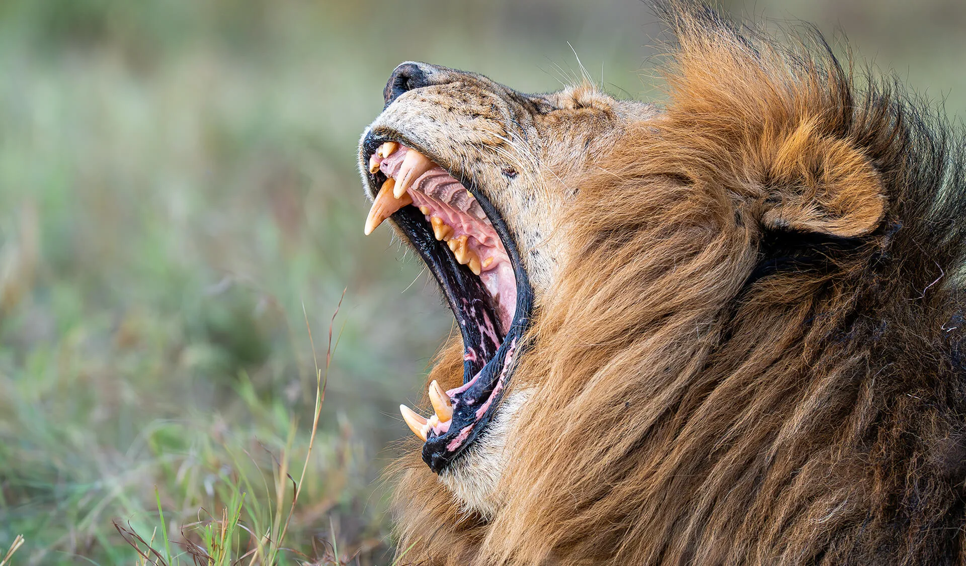 Lion in a private Masai Mara conservancy at dusk