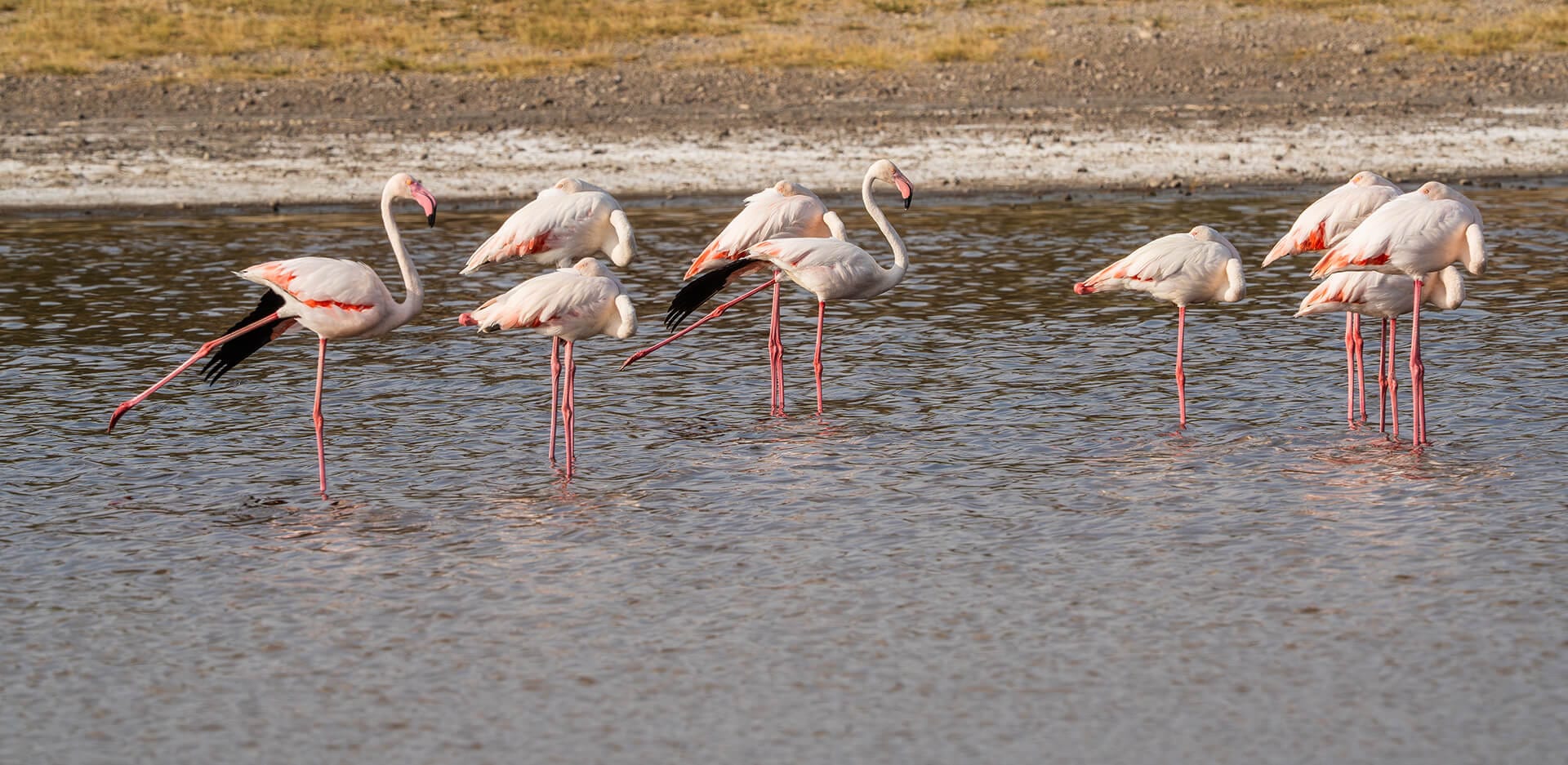 Lake Nakuru - flamingos on the alkaline shore of the Rift Valley