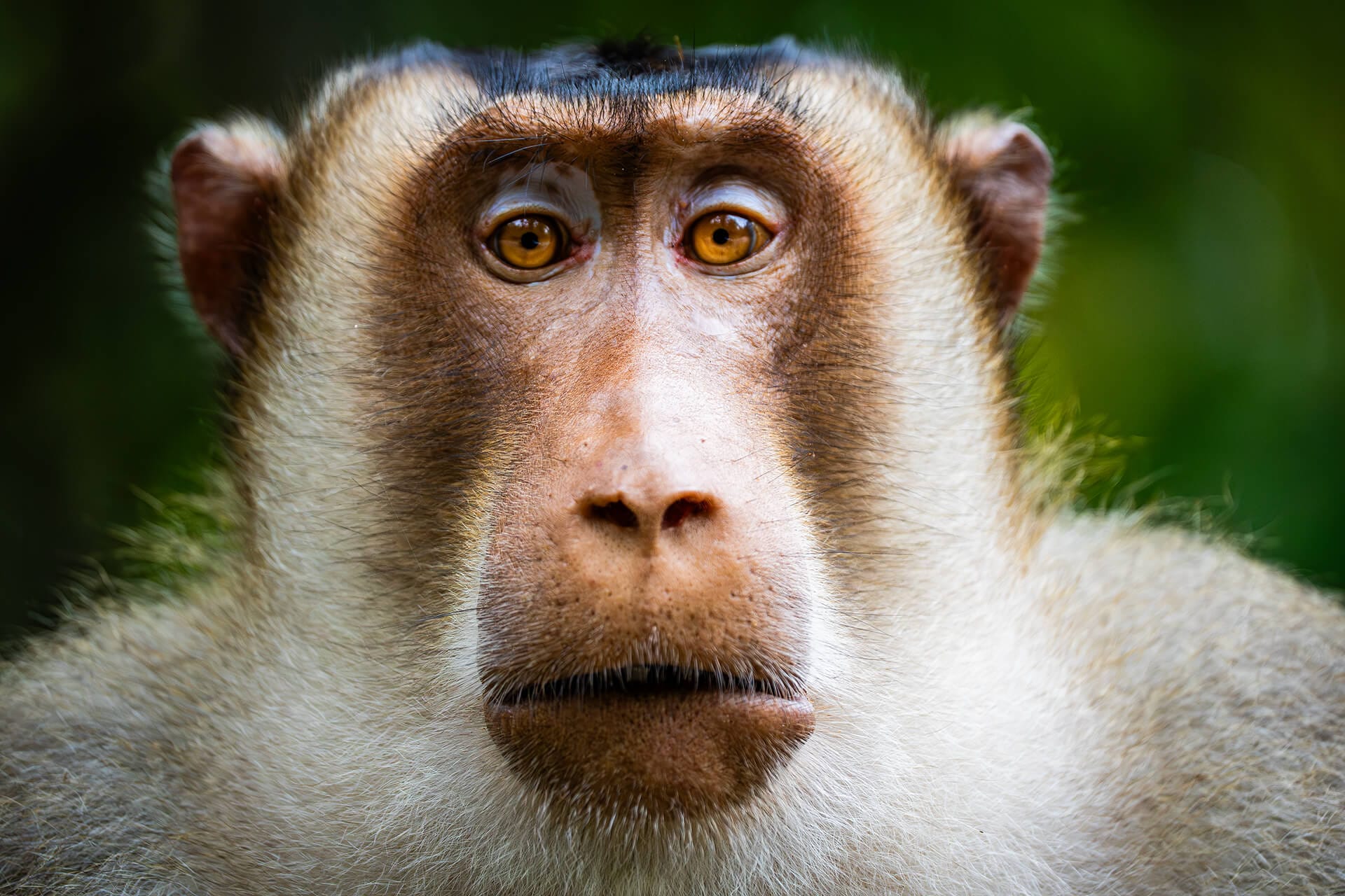 Borneo primate safari for wild orangutan and proboscis monkey
