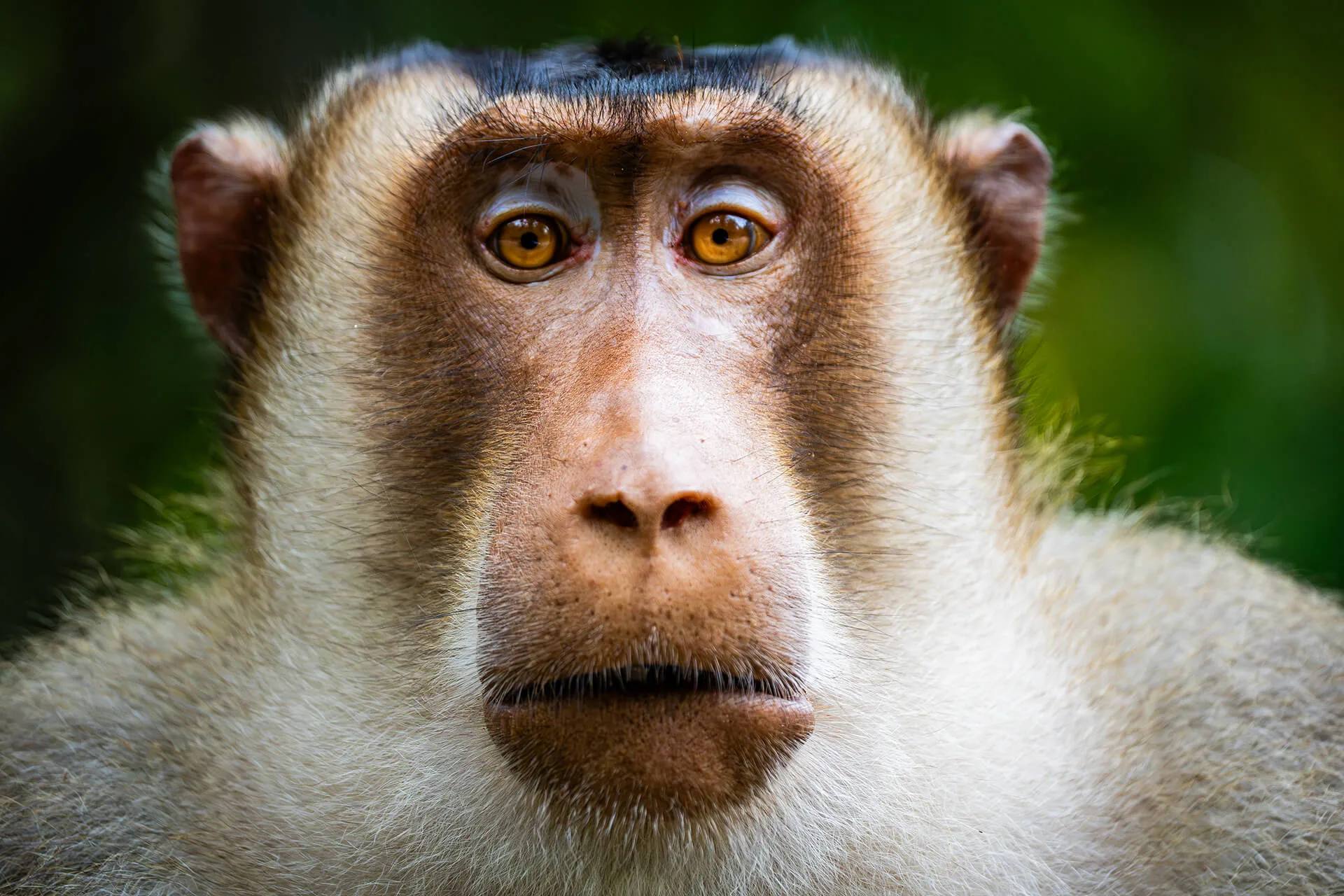 Borneo primate safari for wild orangutan and proboscis monkey