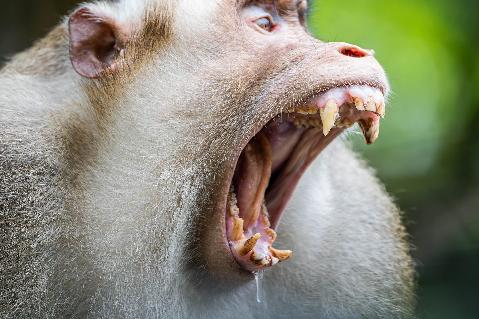 Wild orangutan feeding in the canopy, Deramakot Forest Reserve