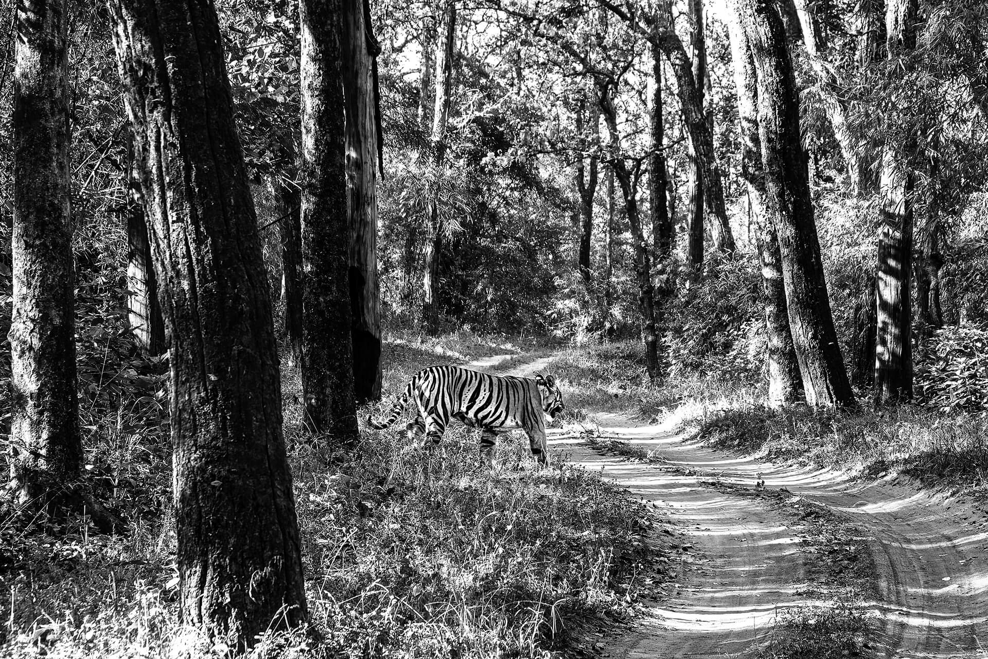 Tipeshwar Wildlife Sanctuary — Maharashtra's hidden tiger reserve