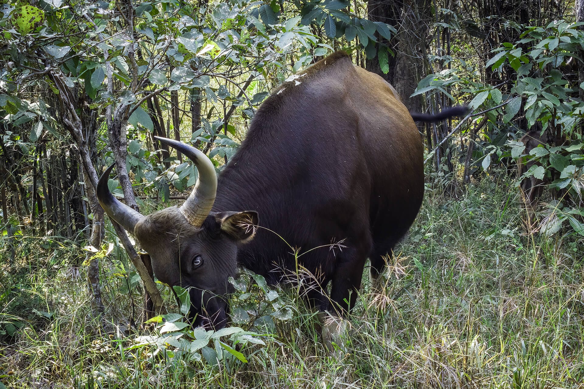 Satpura — canoe safari on the Denwa backwaters at dawn