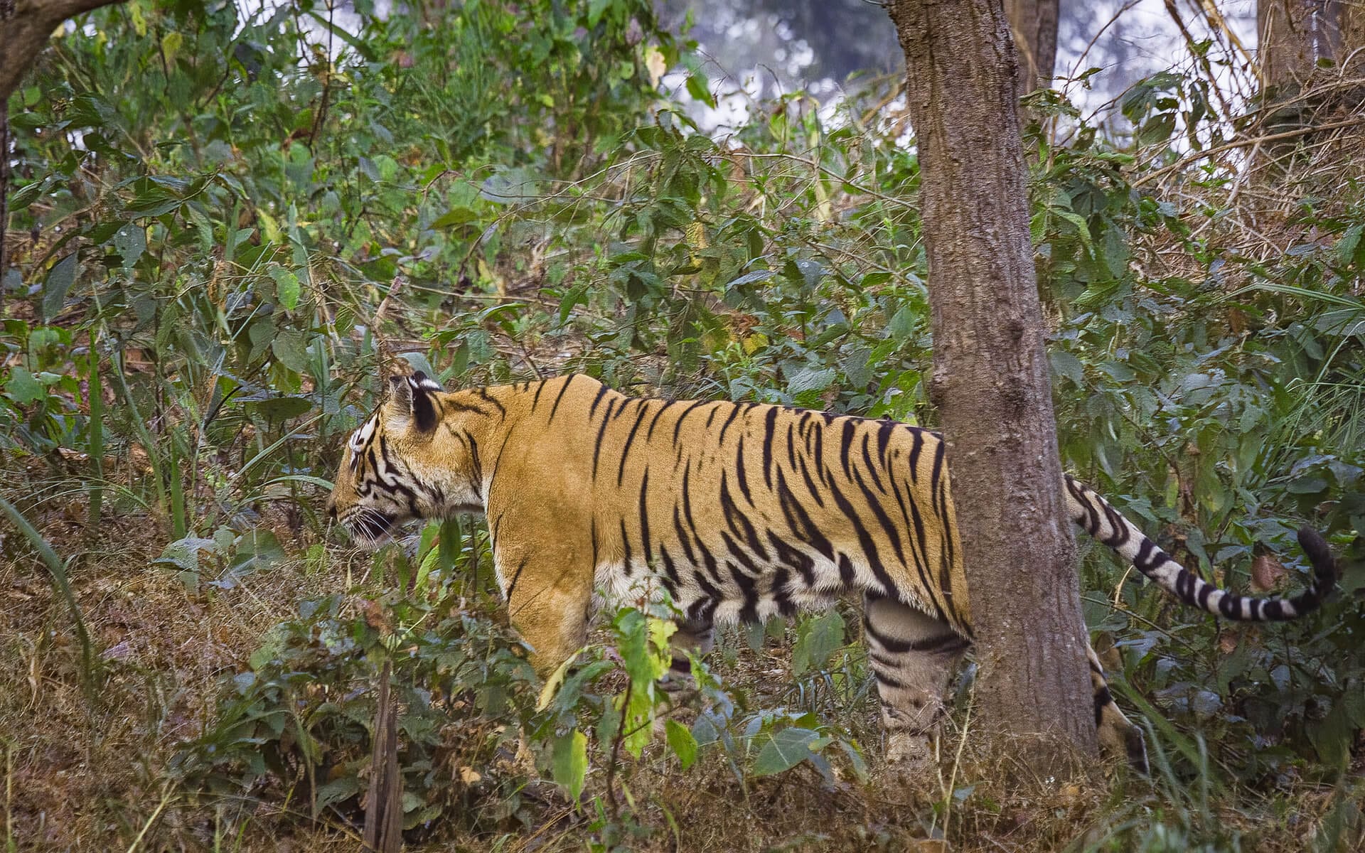 Satpura — The Denwa backwaters — the setting for Satpura's signature canoe safari experience