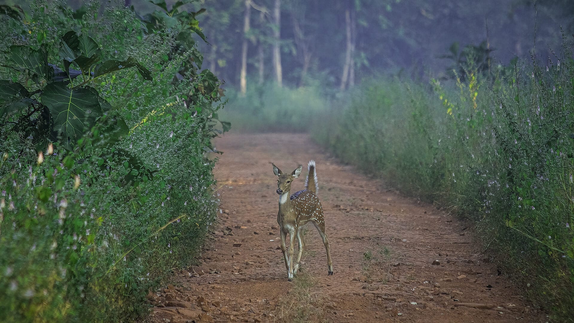 Tadoba — tiger at a permanent lake in open teak forest