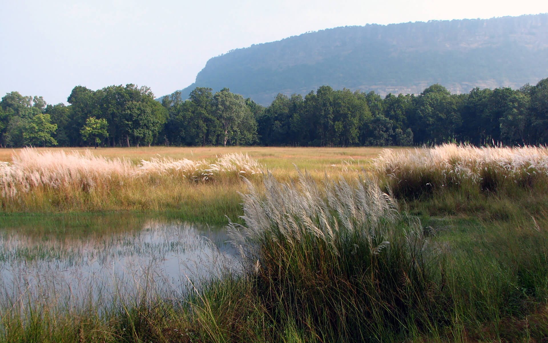 Bandhavgarh — Bengal tiger on the open maidan beneath the fort