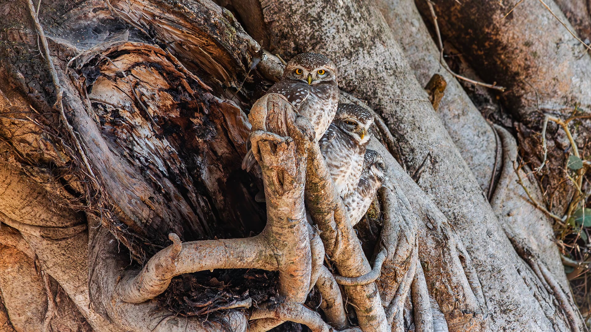 Ancient fort trail, Bandhavgarh