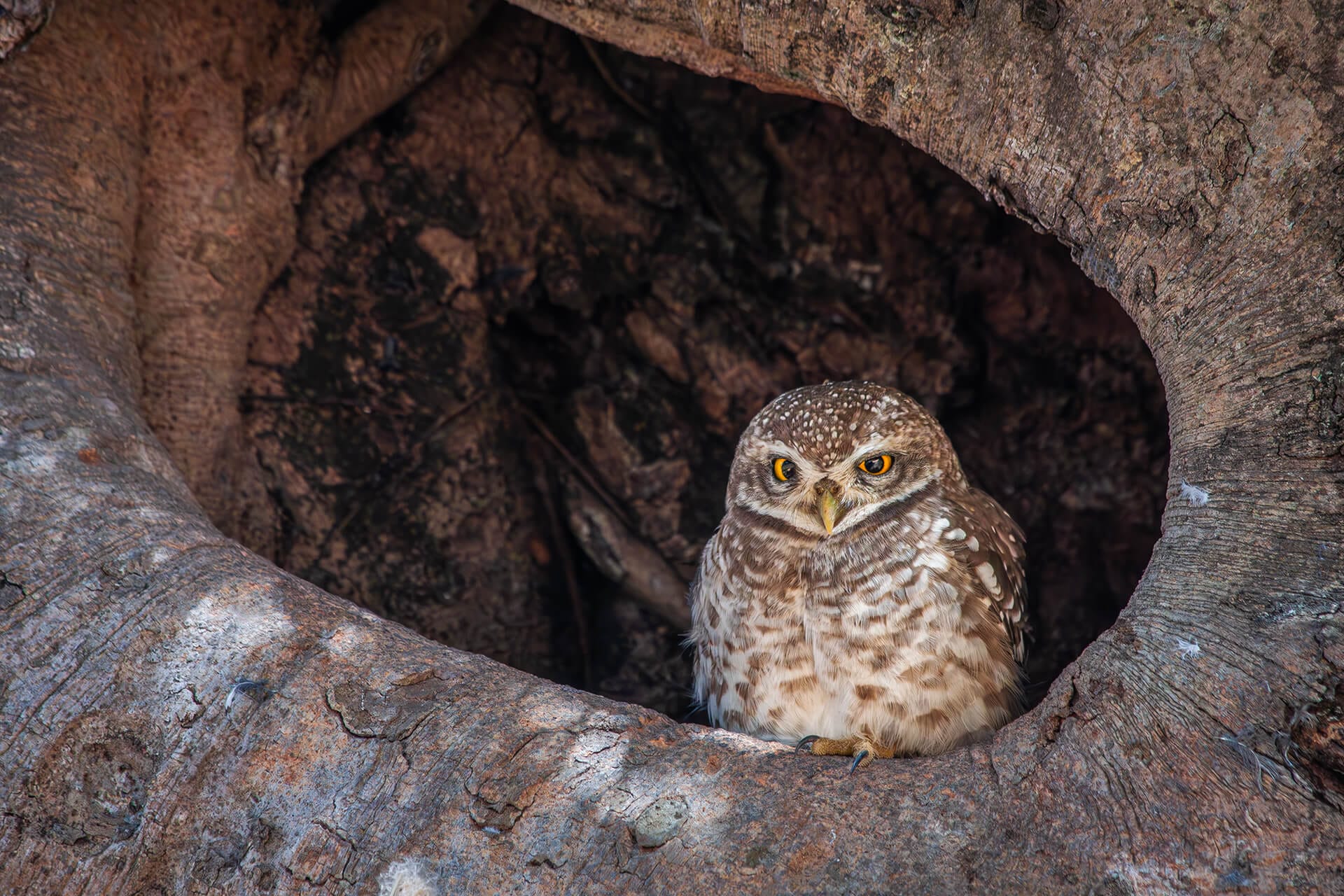The wise Owl on a forest tree