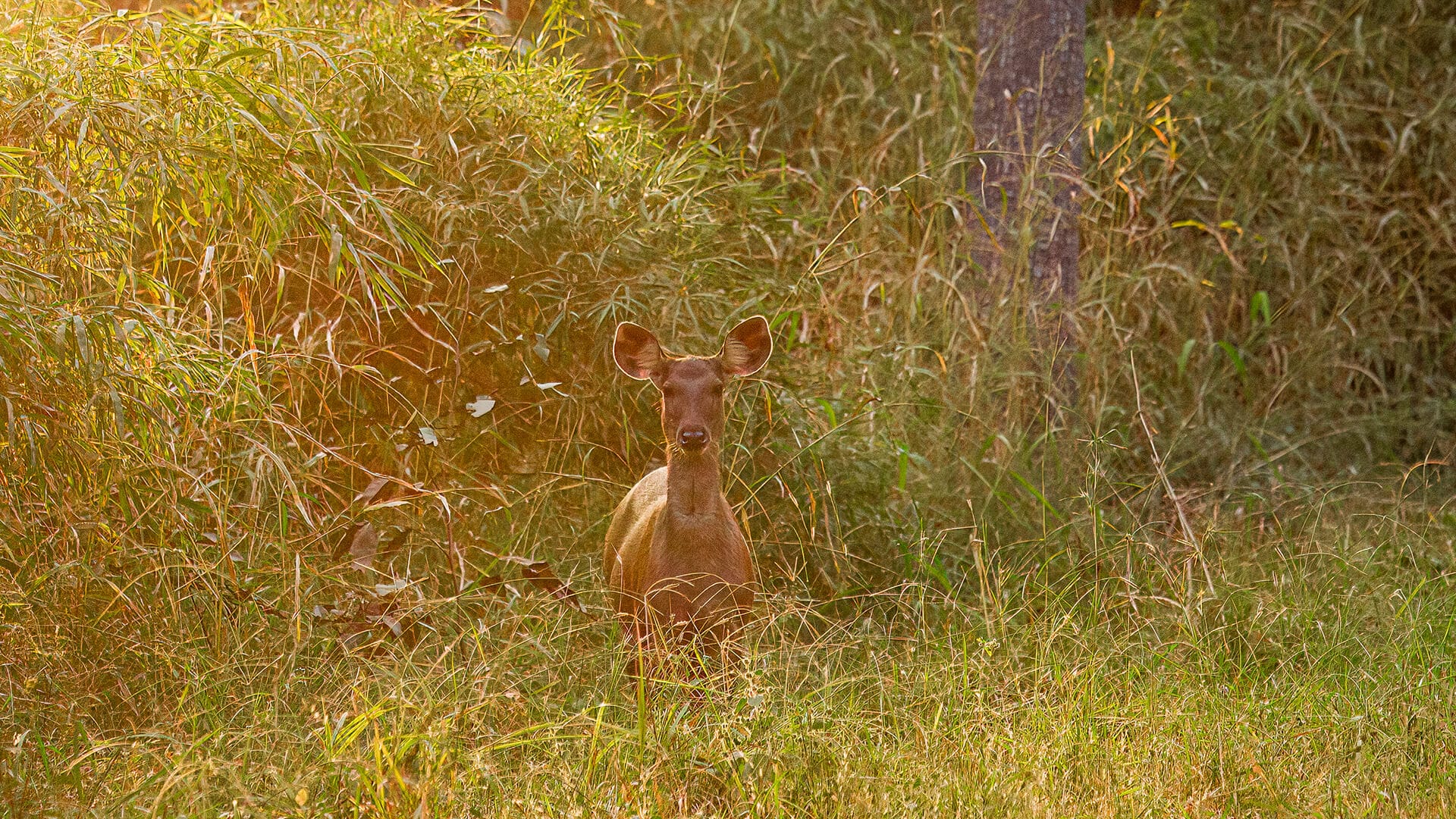 Kanha — barasingha in the grassland meadows of the sal forest