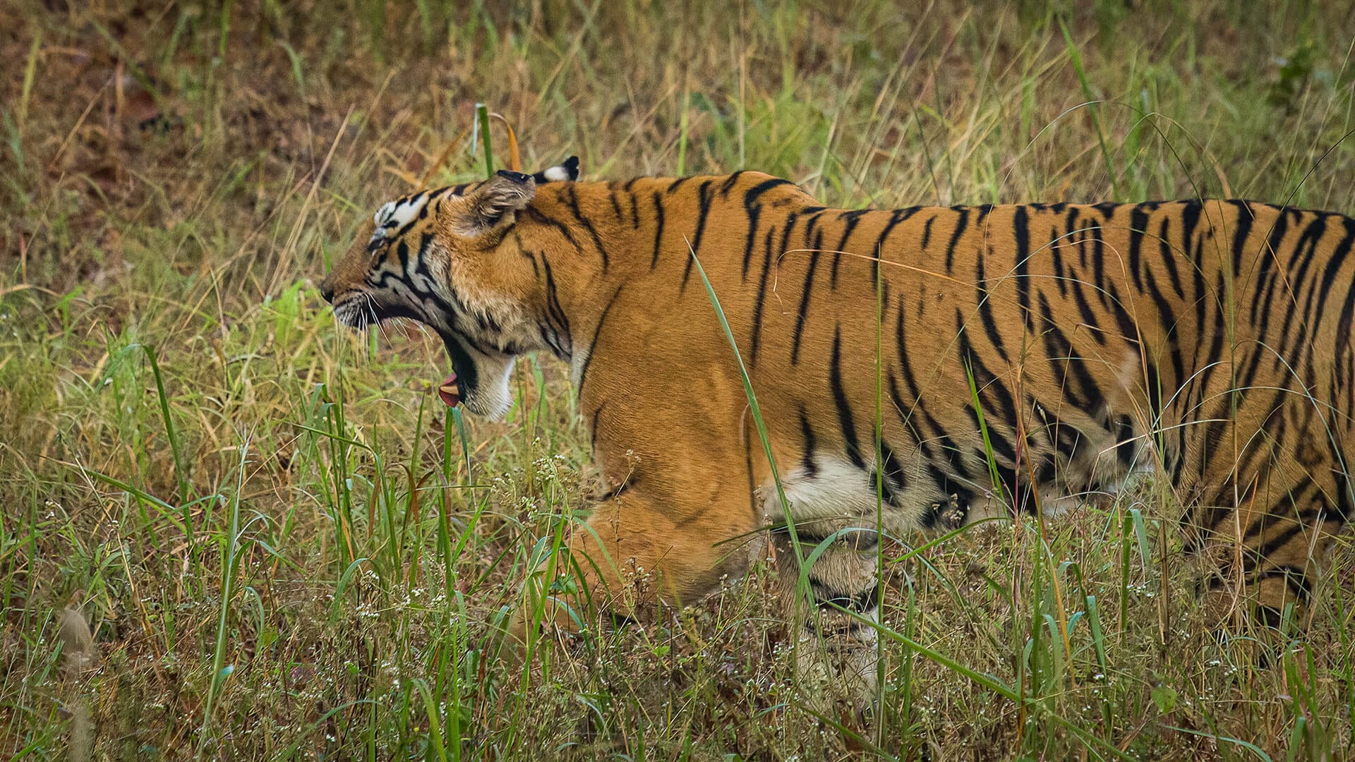 Bengal tiger in the forests and mangroves of India