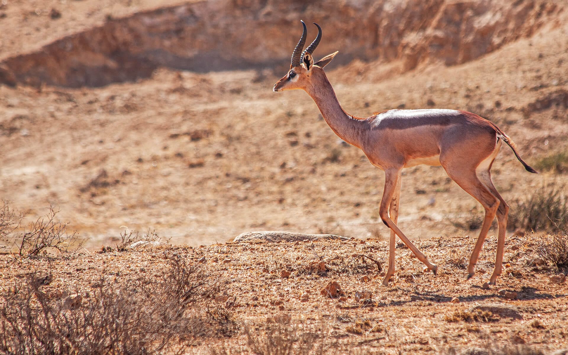 Samburu — Gerenuk against northern Kenya sky