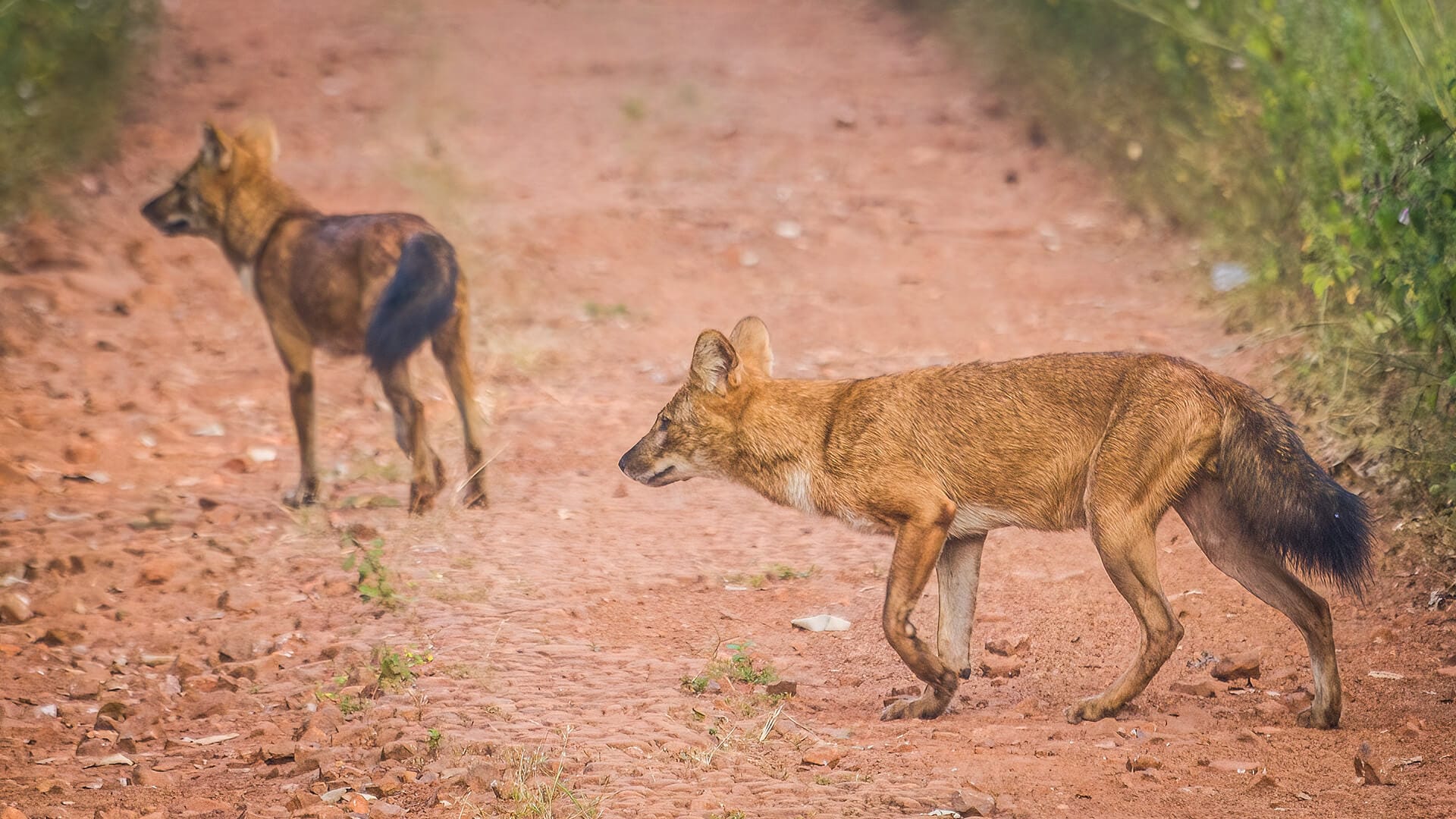 Kanha — The Kisli maidans — Kanha's signature landscape, still functioning as Kipling described