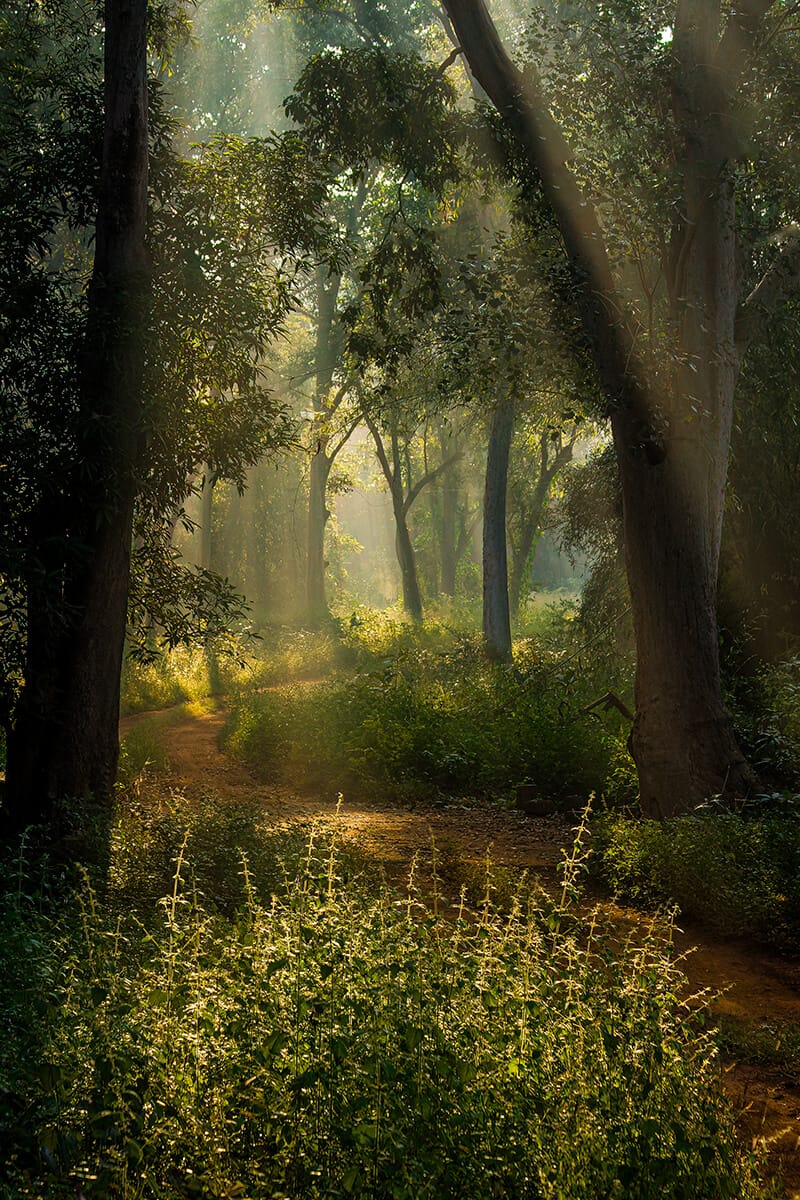 Pench — teak forest and the Pench River, Kipling's Seoni country