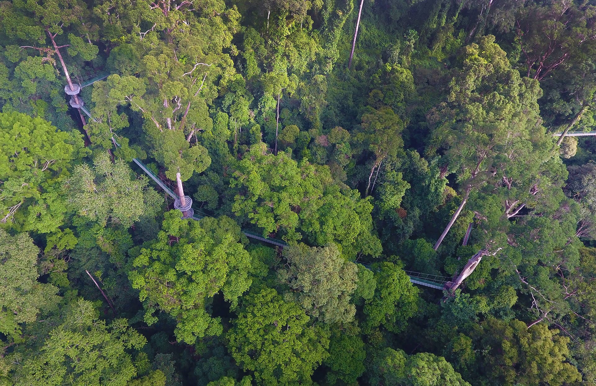 Aerial view of Danum Valley
