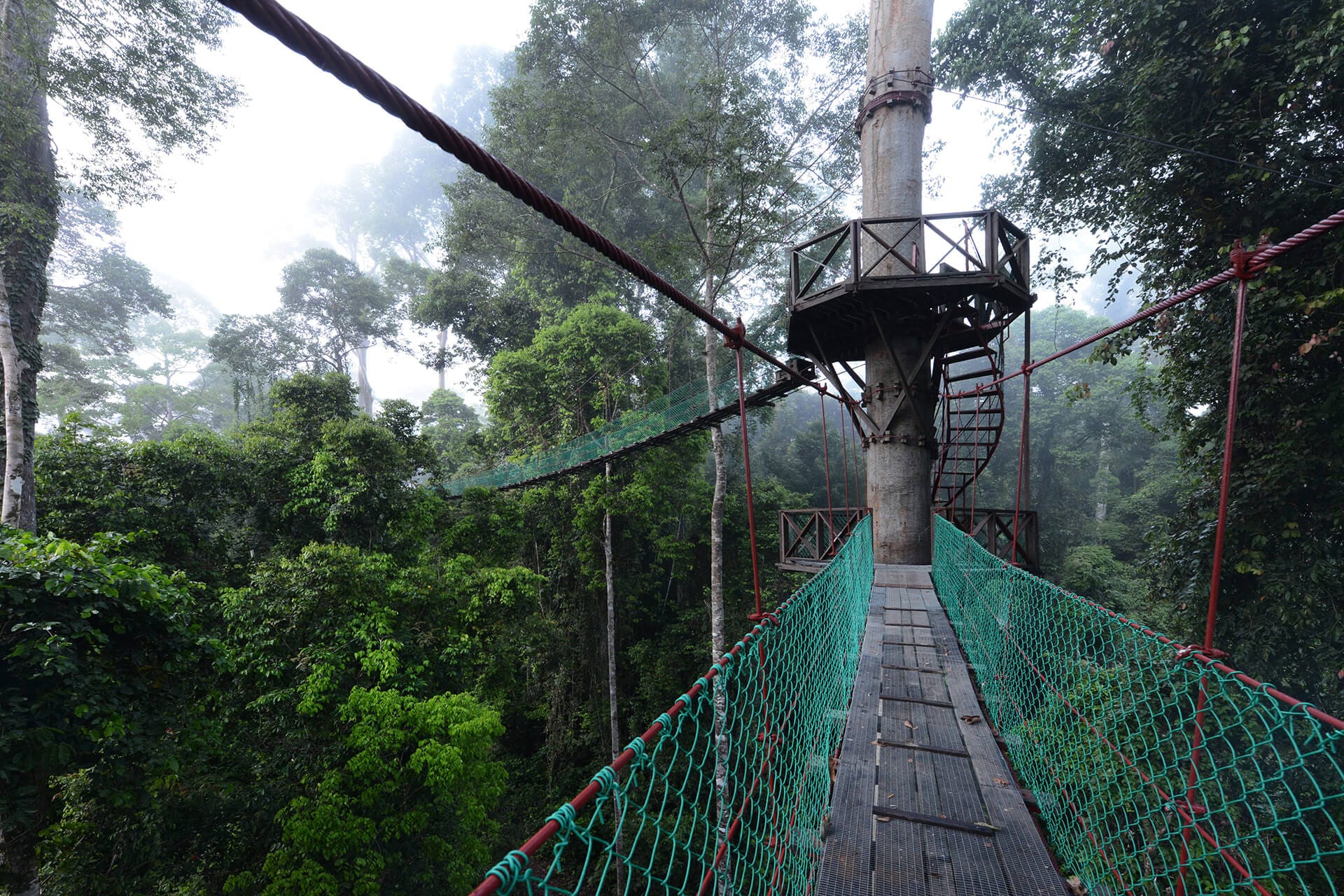 Suspended canopy walkway above the primary rainforest, Danum Valley, Borneo