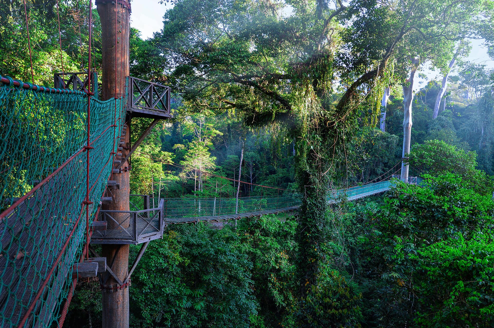 Guest walking the private canopy walkway