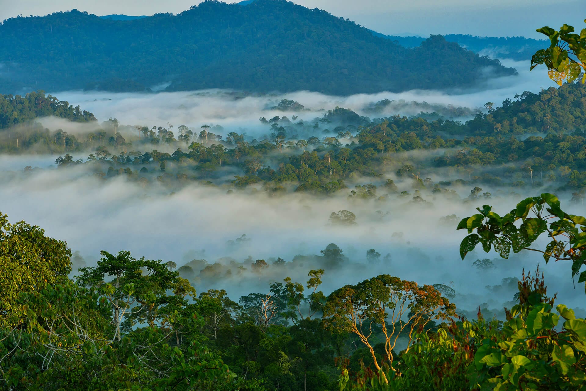 Aerial view of Borneo Rainforest Lodge and the surrounding canopy