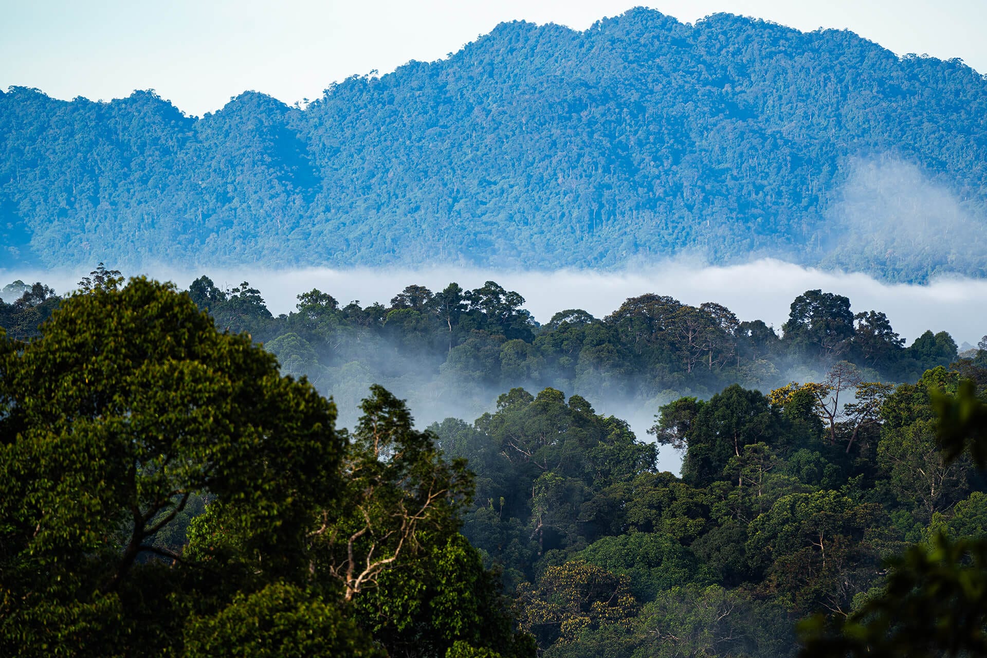 Misty primary rainforest canopy at dawn over Danum Valley, Sabah, Malaysian Borneo
