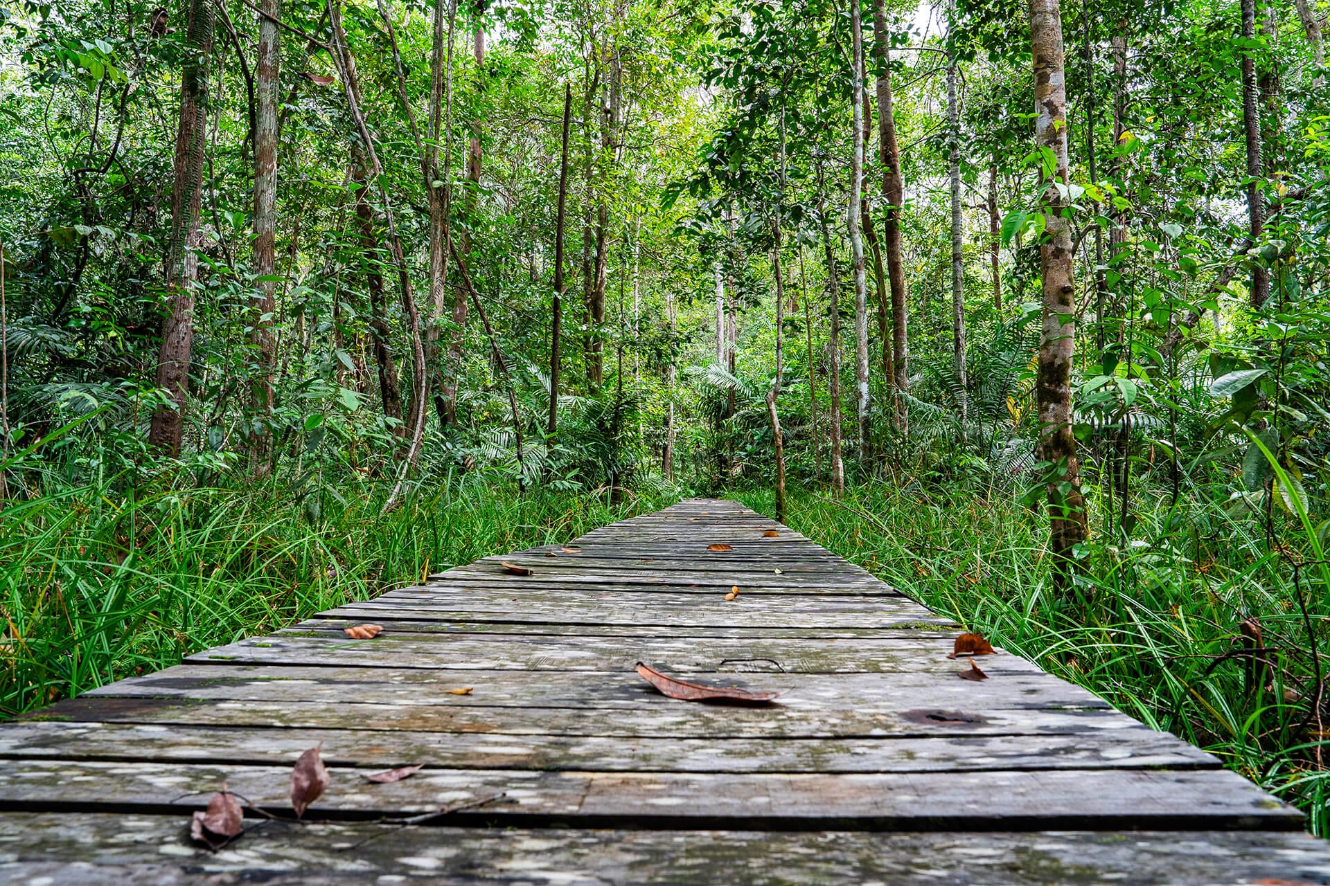 Boardwalk