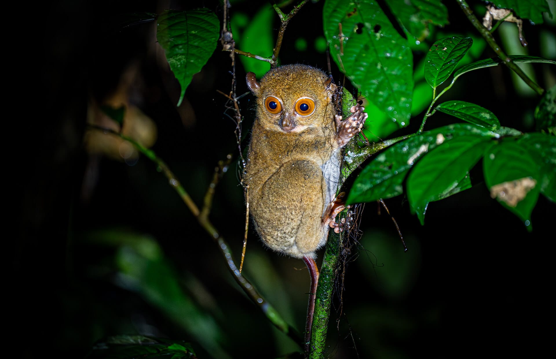 Western tarsier from Danum Valley conservation area, Borneo Rainforest Lodge