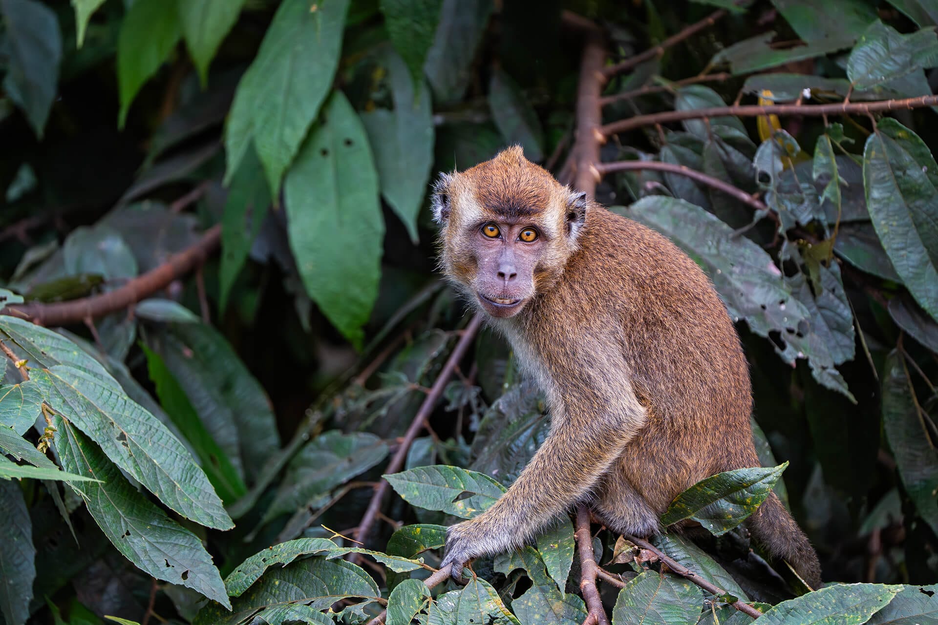 Long tailed macaque on kinabatangan river