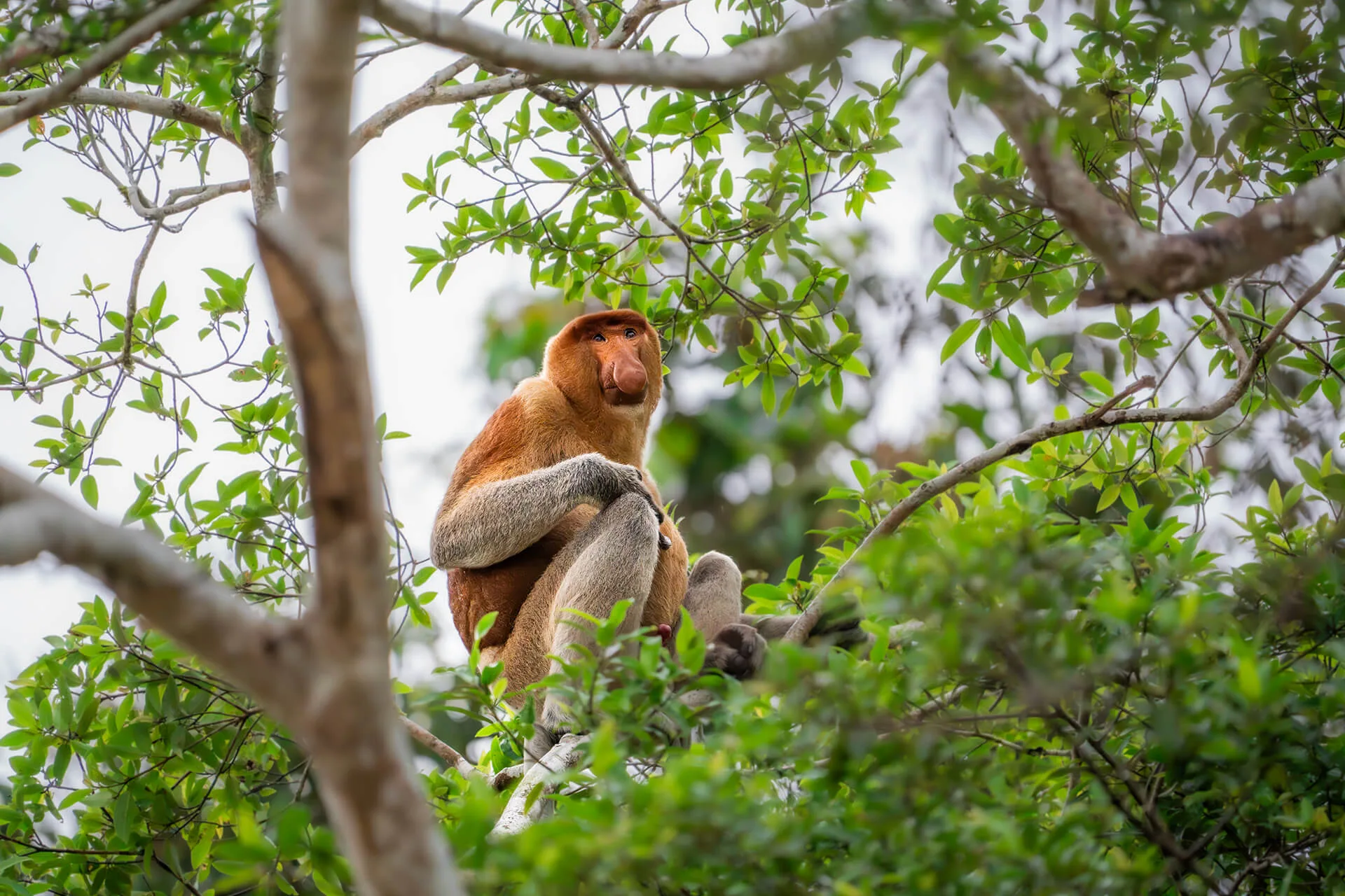 Boat safari on the Kinabatangan River in Malaysian Borneo