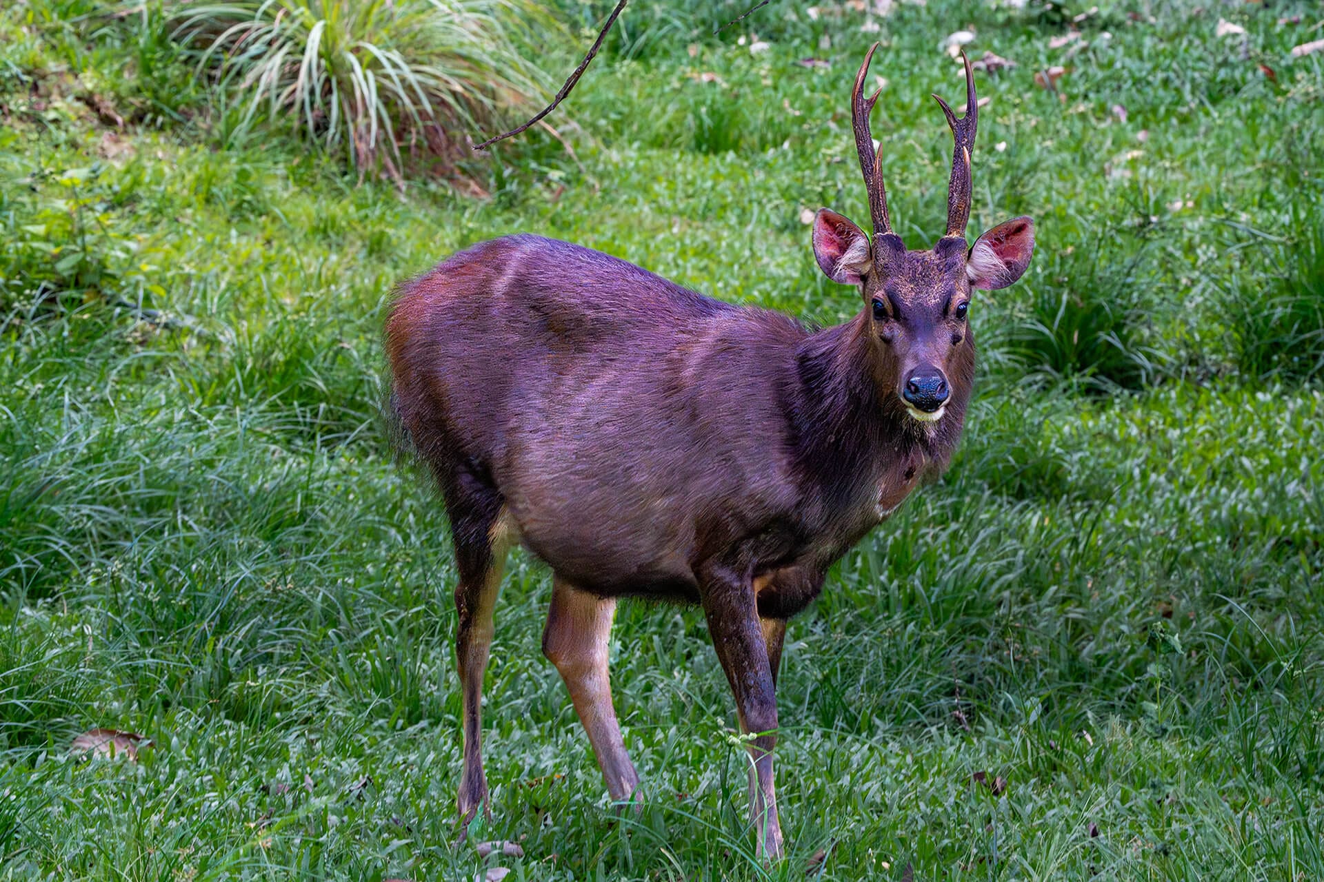 Sambar deer in Danum Valley