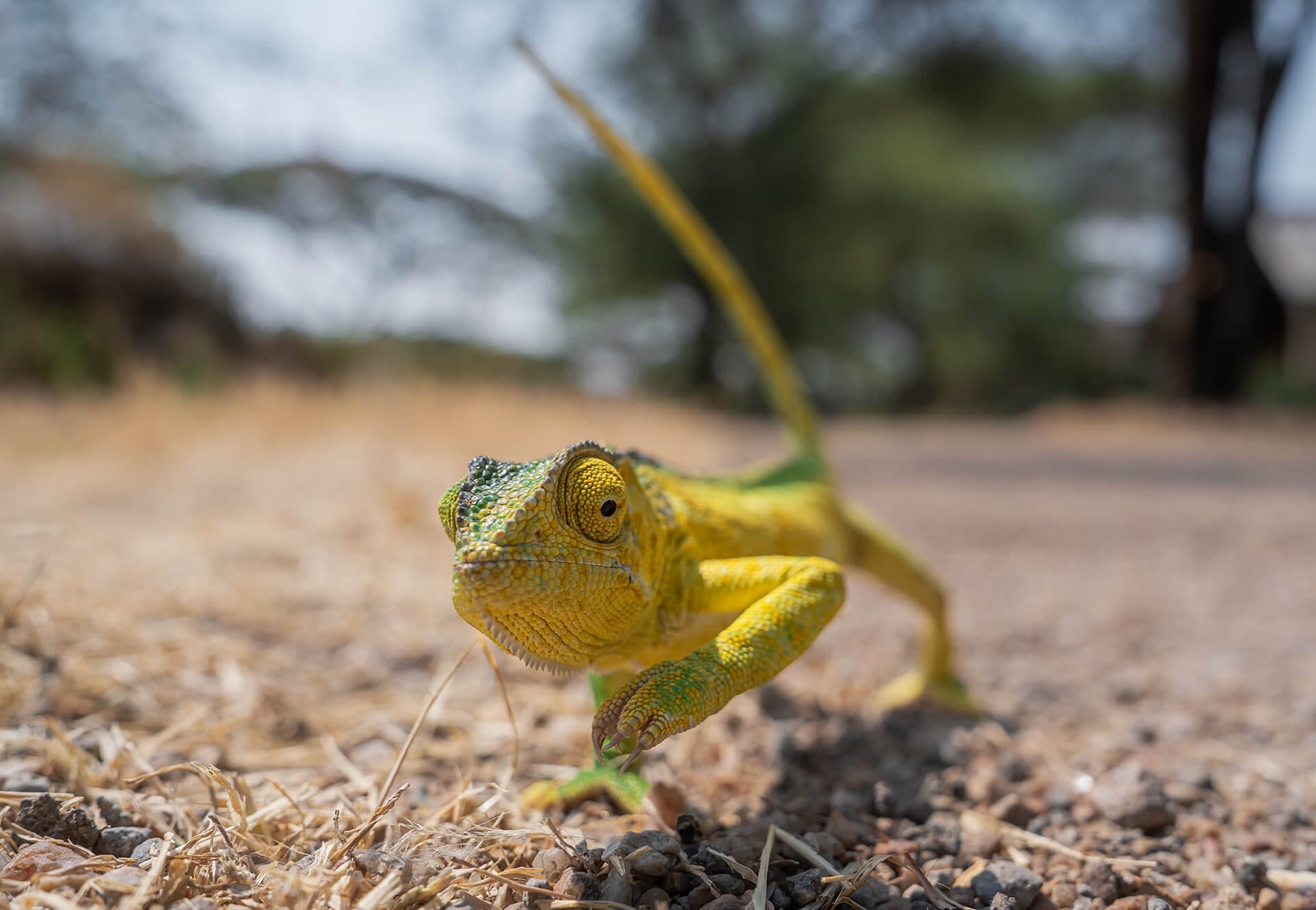 Field notes from a Safari Acacia journey