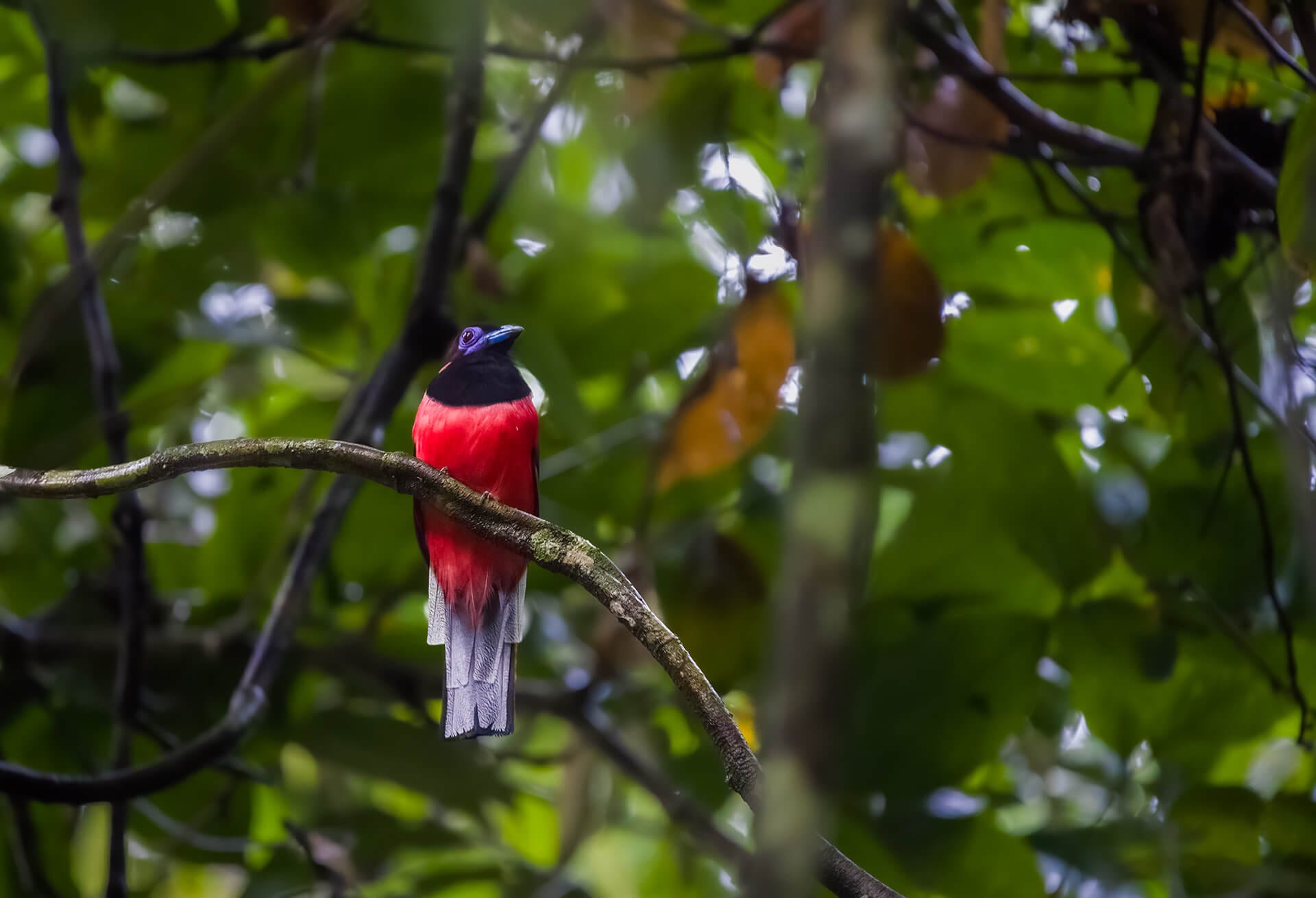 Trogon from Danum Valley