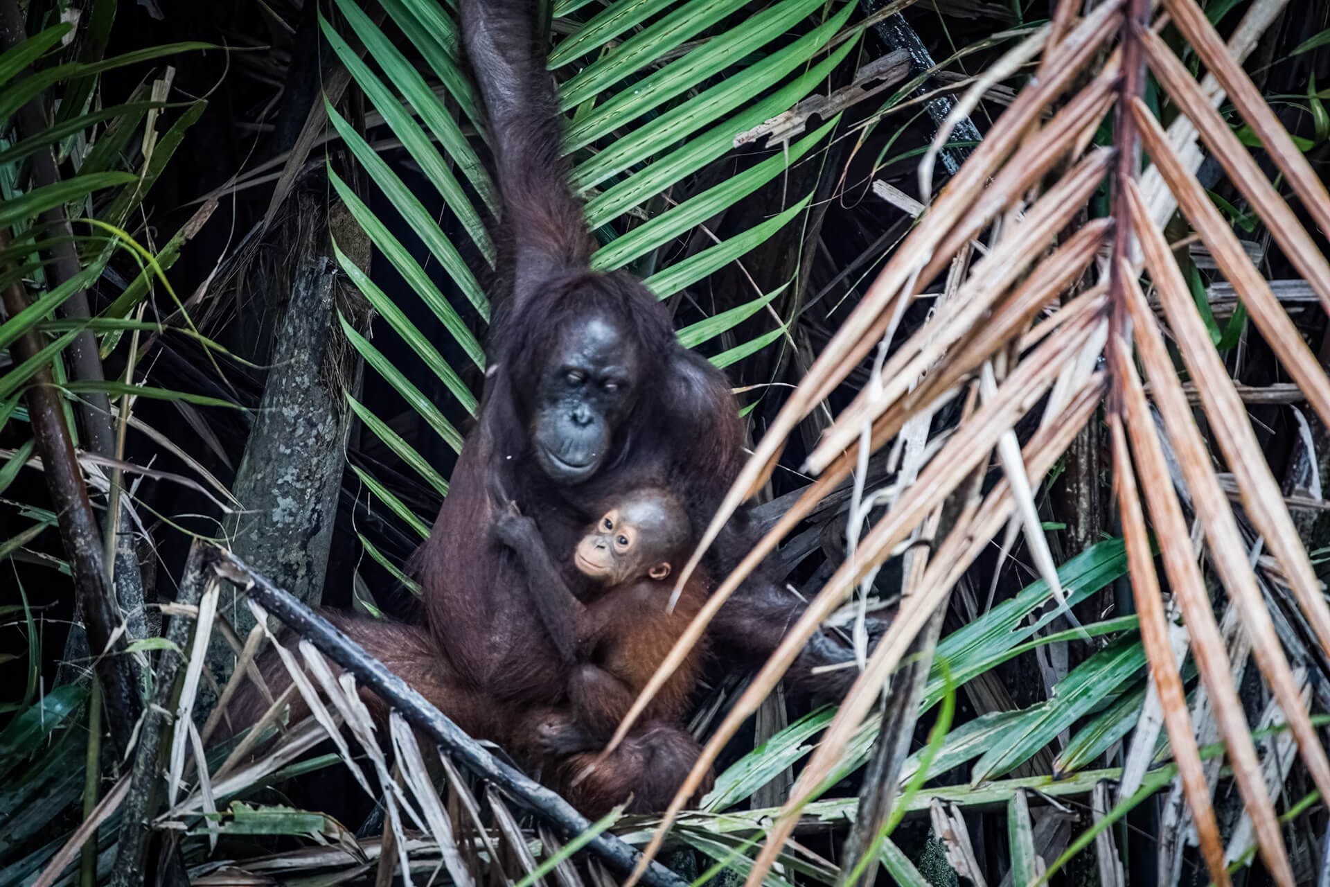 Wild Oranguatn