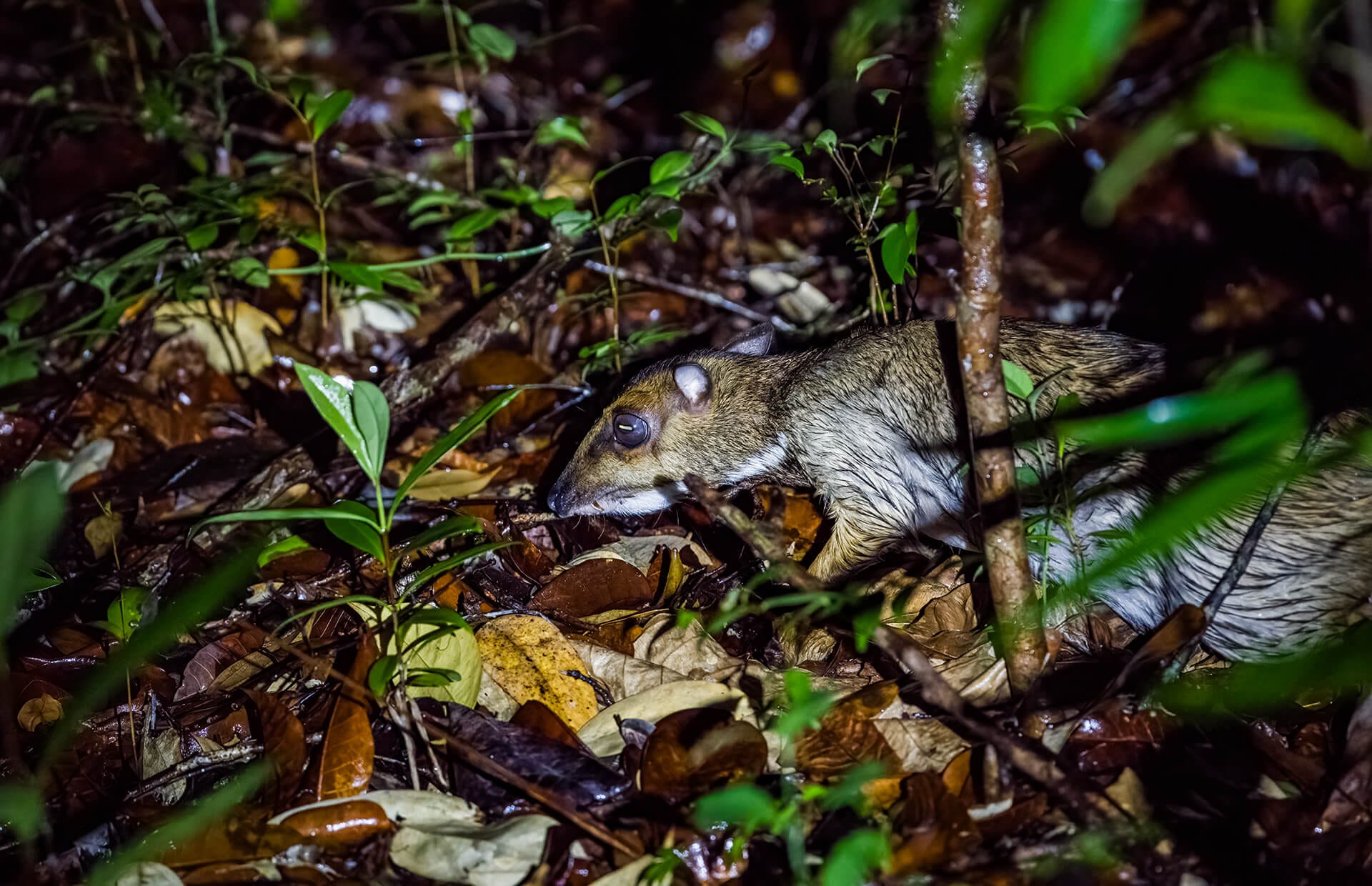 Mouse deer on a guided night walk 