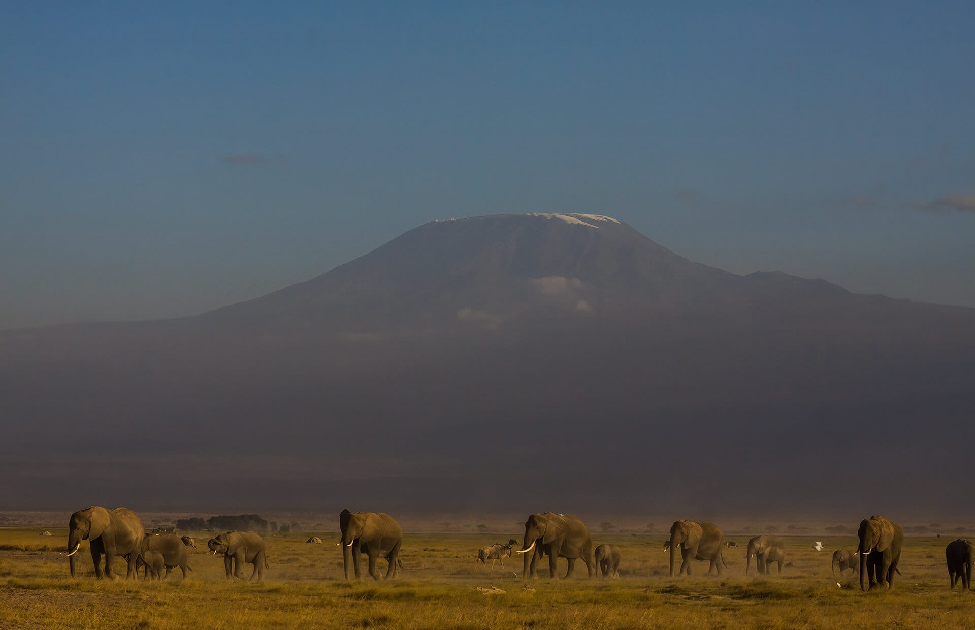 Amboseli — elephant families at the foot of Kilimanjaro