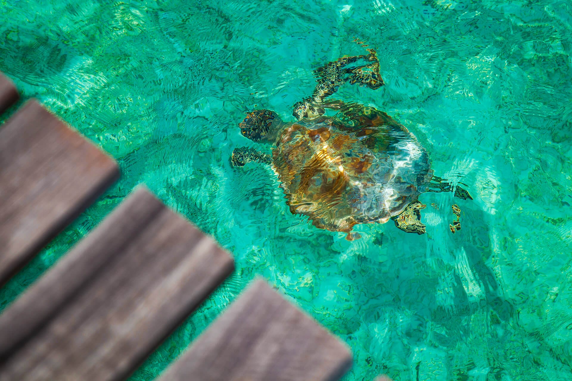 A sea turtle around Lankayan Island Dive Resort
