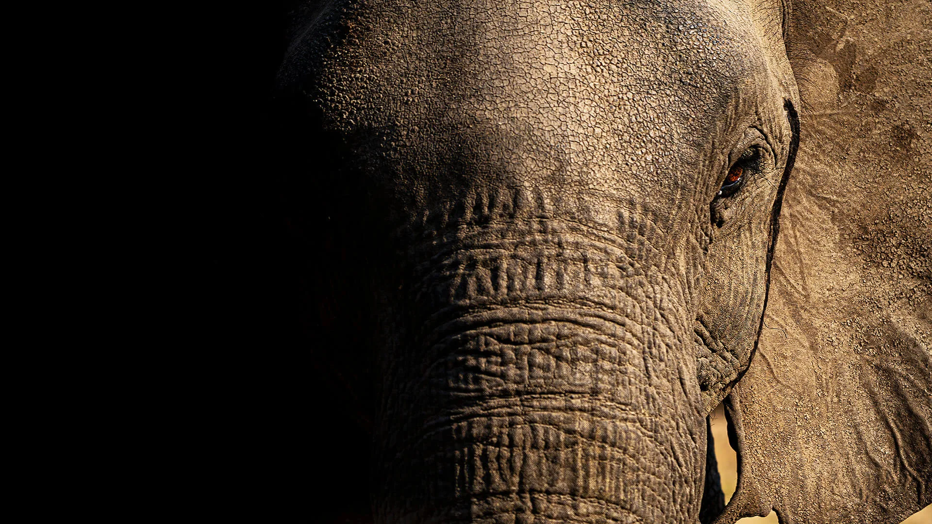 Private wildlife safari at dawn with a Safari Acacia naturalist guide
