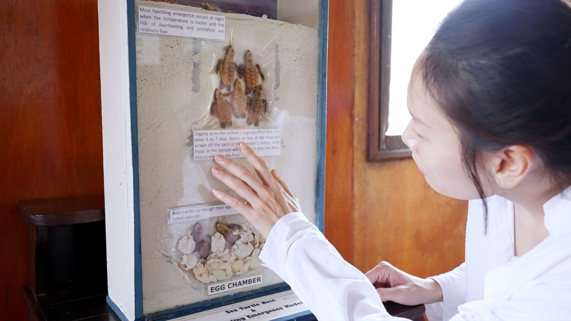 Learn about sea turtles in Lankayan