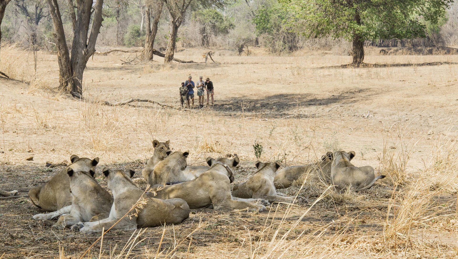 Lion pride on a Walking safari in South Luangwa