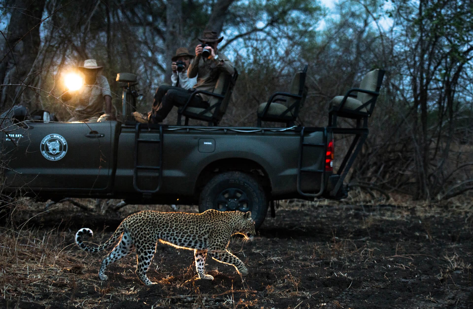 Leopard on a Night Drive