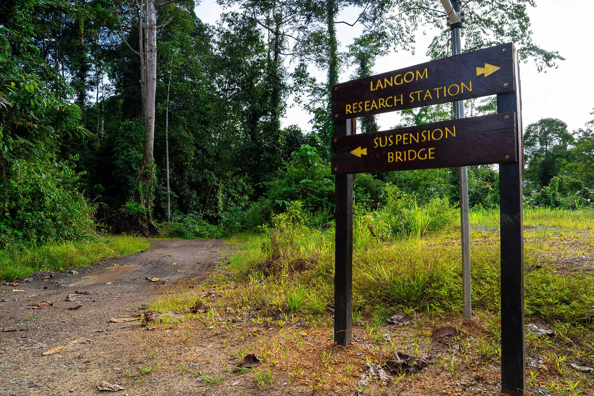Langom Research Station, the newest addition to the Danum Valley circuit
