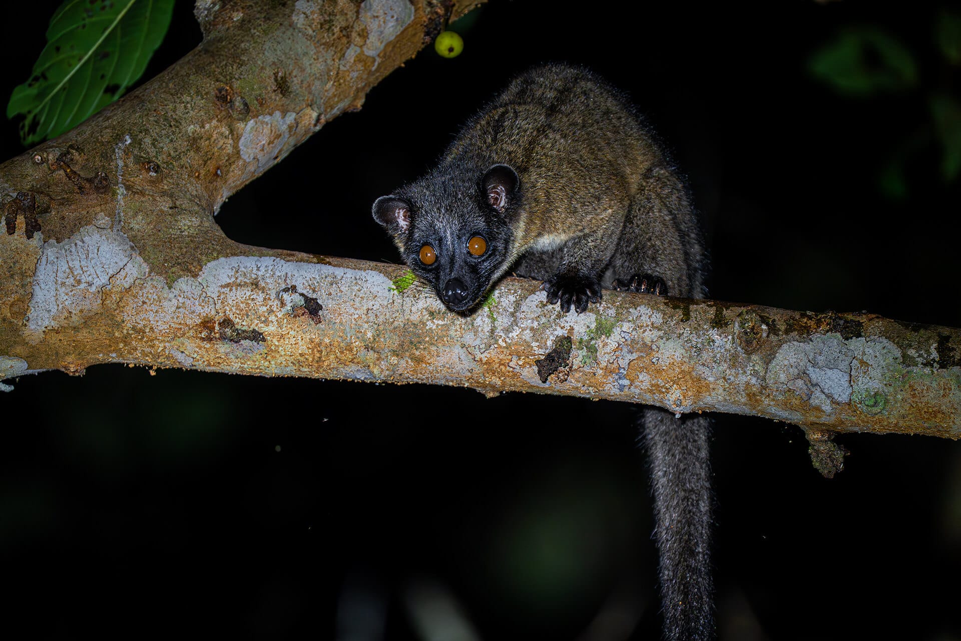 Palm civet spotted on a night walk in the primary rainforest of Danum Valley Conservation Area, Sabah