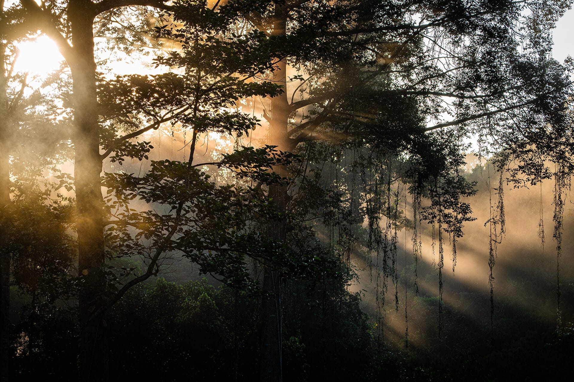 a morning scene in Deramakot Forest Reserve, Borneo