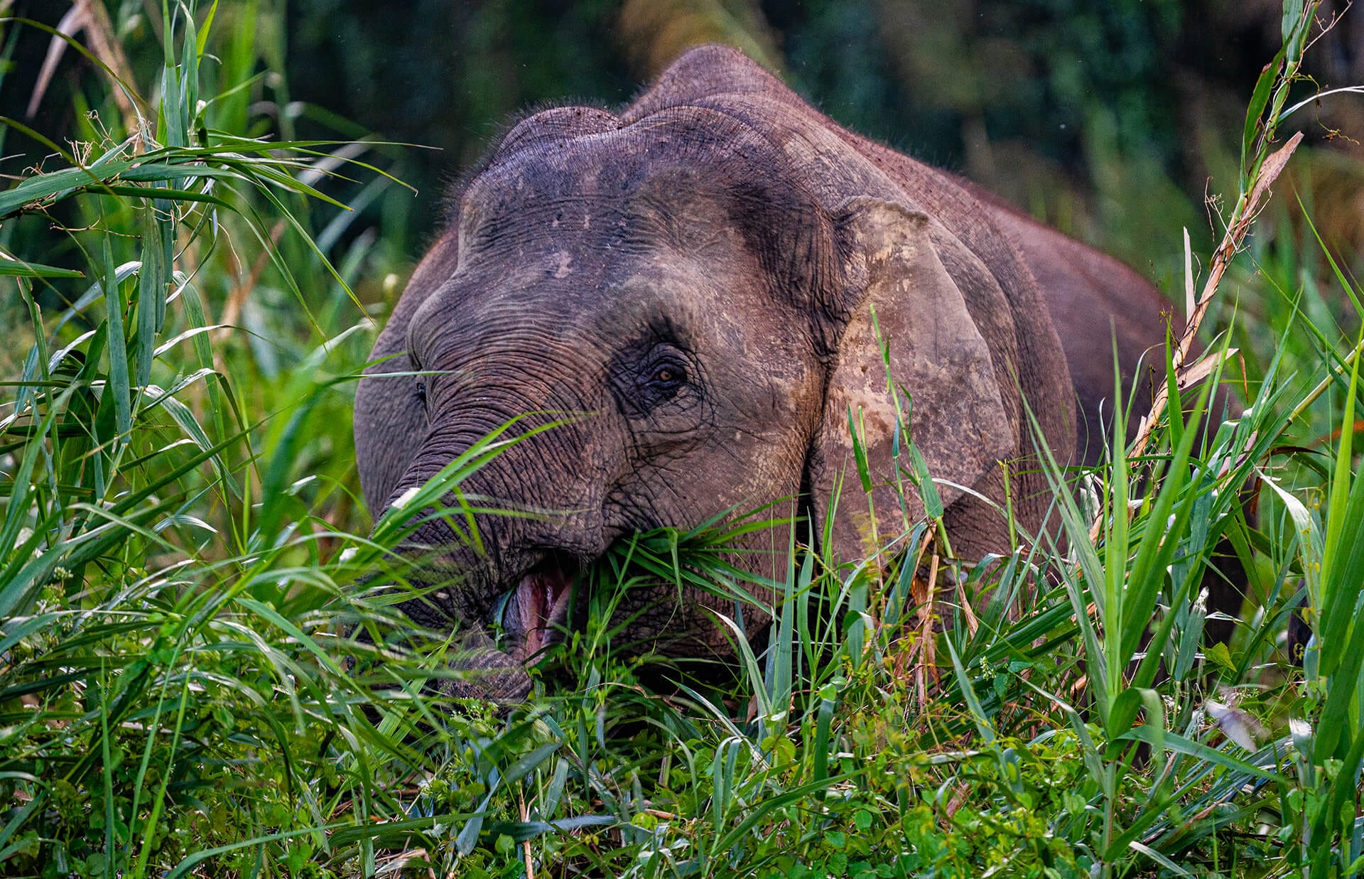 A pygmy elephant beside the water near Sukau