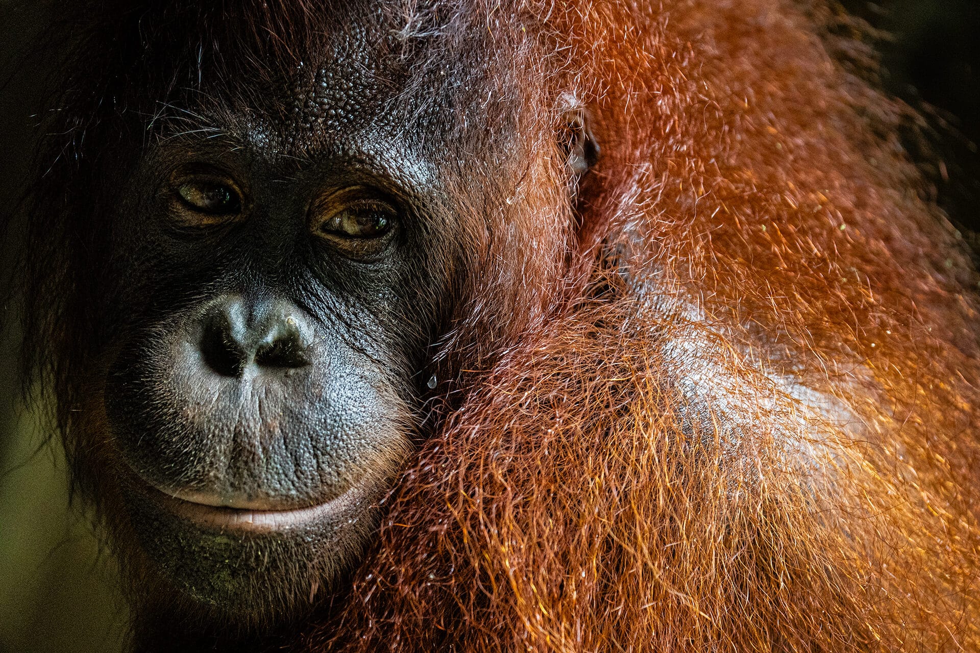 Wild orangutan in Trusan Sugut Forest Reserve