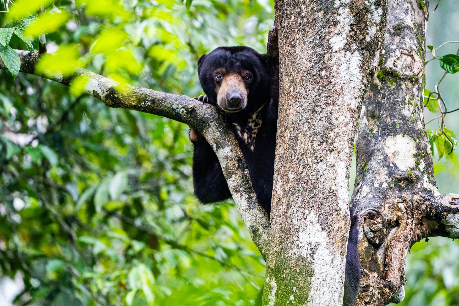 A sun bear, one of the iconic encounters in Deramakot