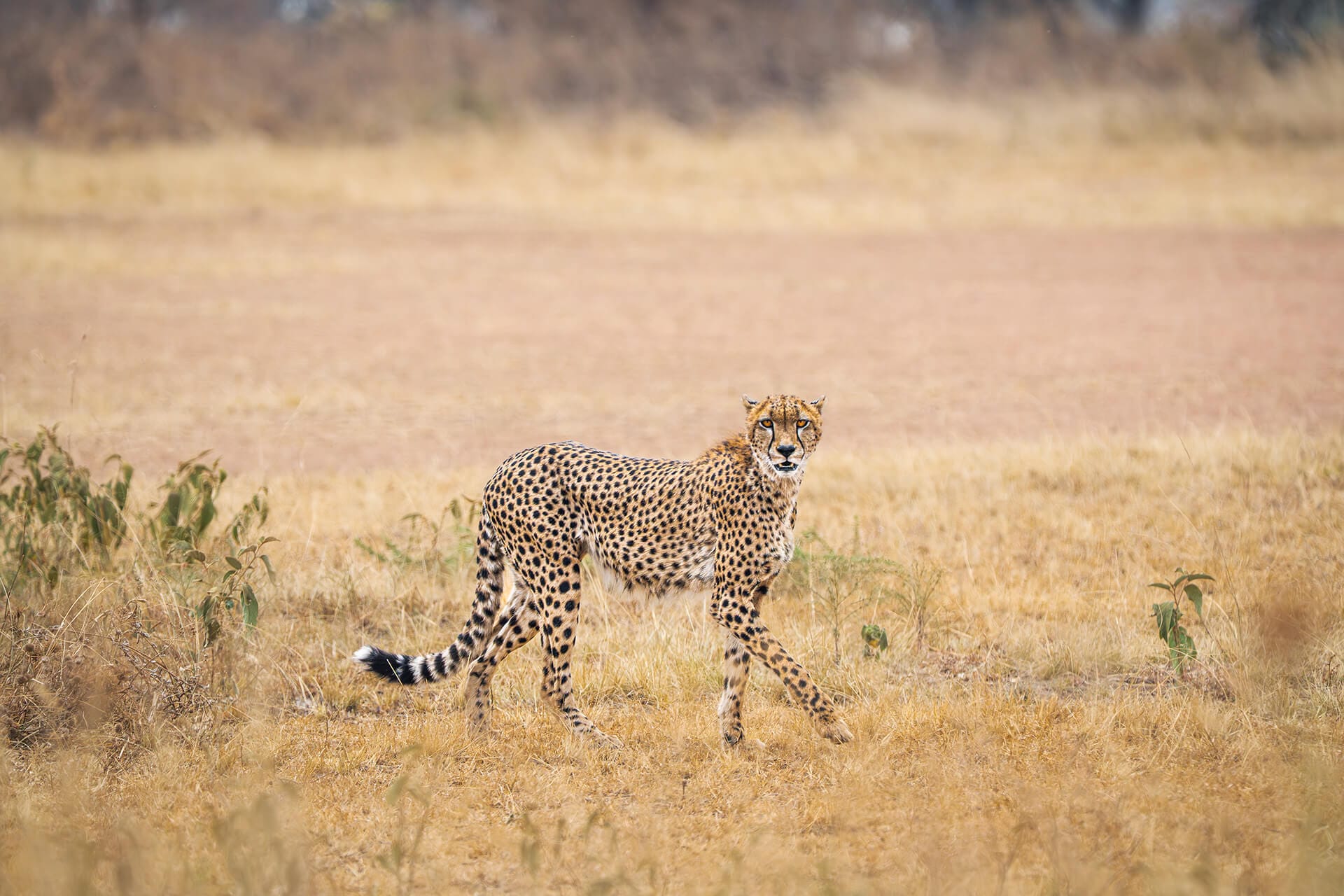 Masai Mara